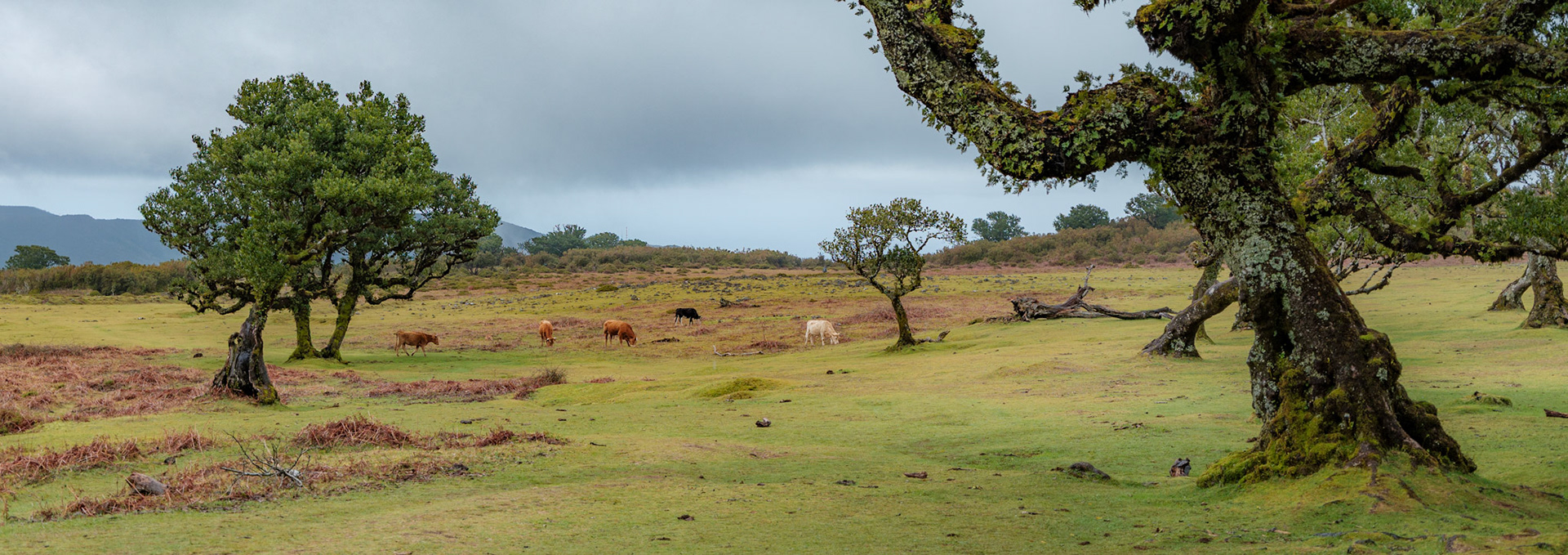 Fanal Forest