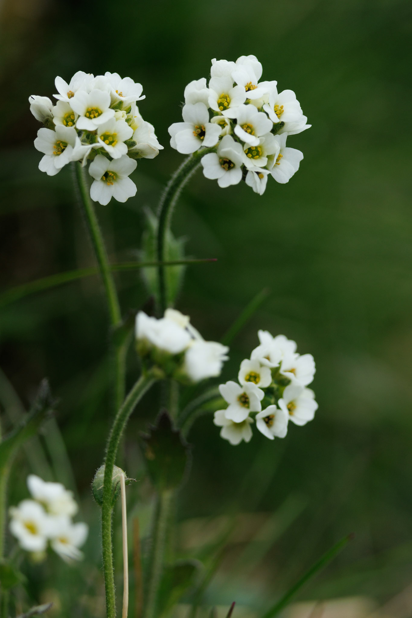 Arabis Alpina