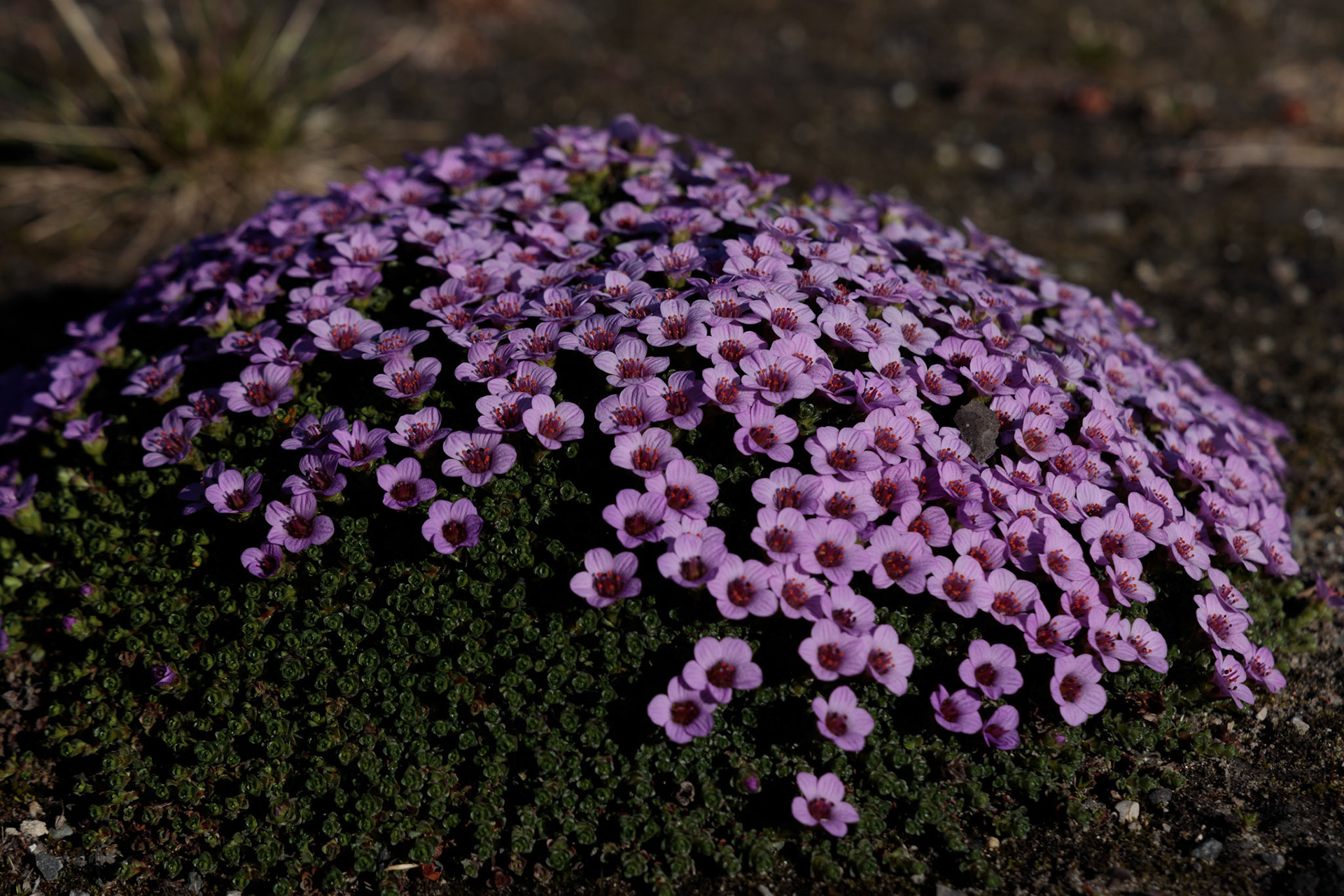 Roter gegenblättriger Steinbrech