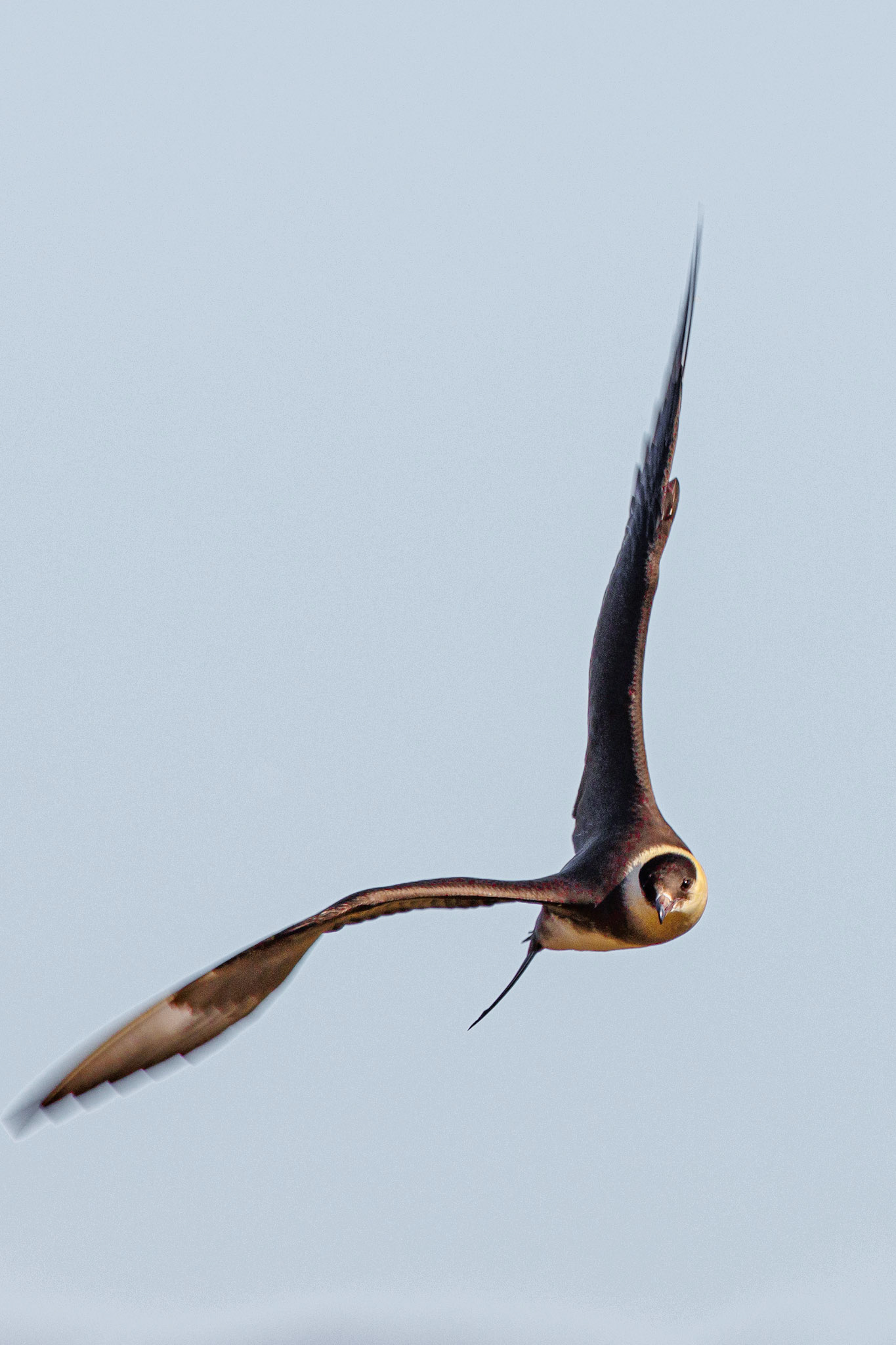 Schmarotzerraubmöwe