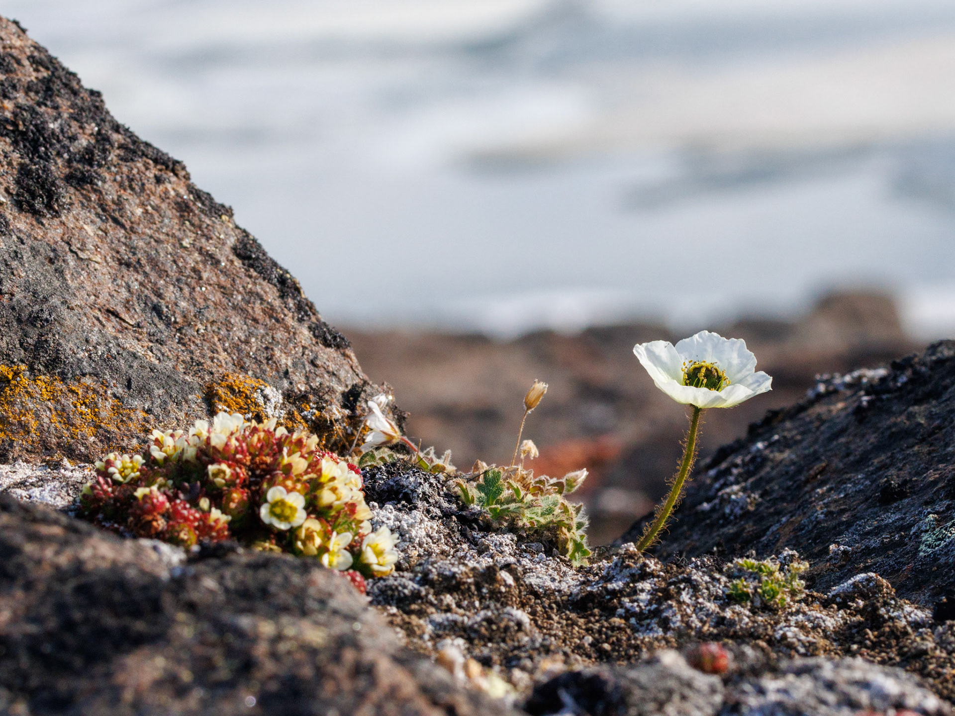 Weißer Svalbardmohn