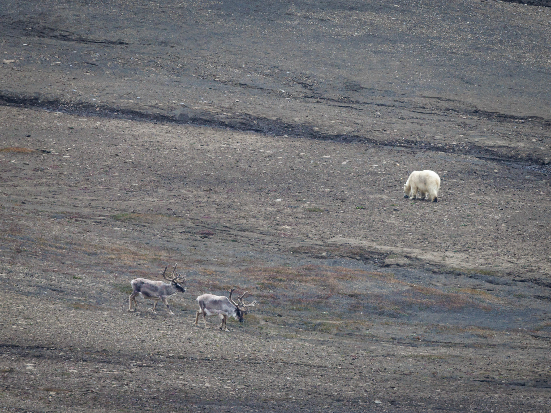 Polarbär und Rentiere