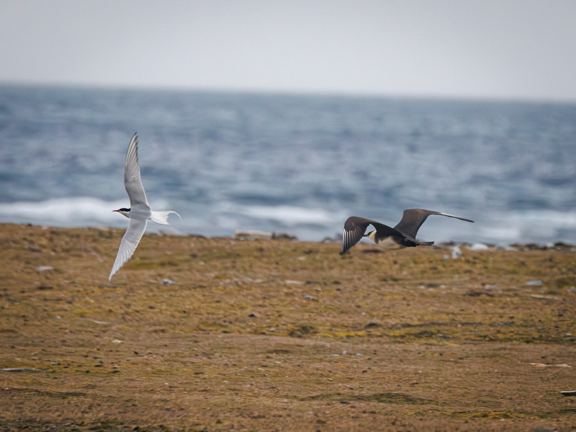 Küstenseeschwalbe und Schmarotzerraubmöwe