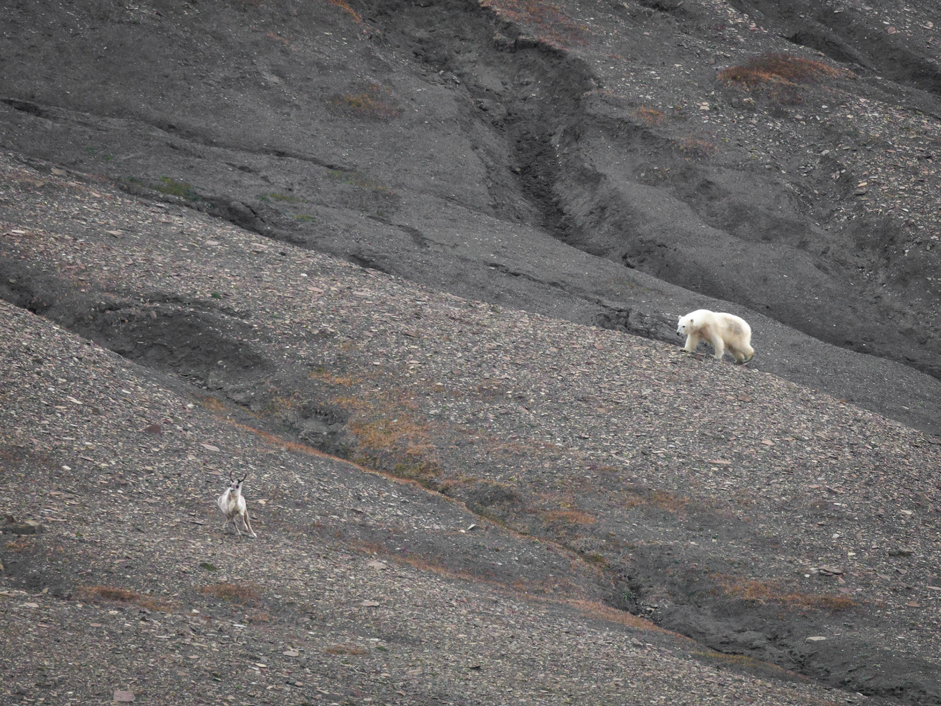Polarbär und Rentiere