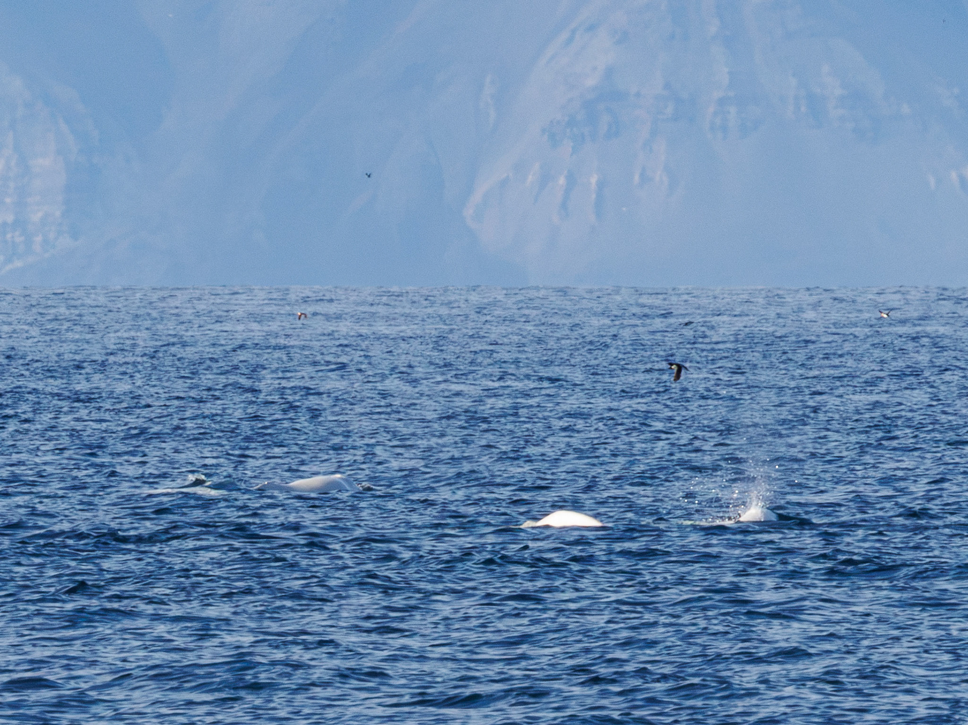 Beluga Wale
