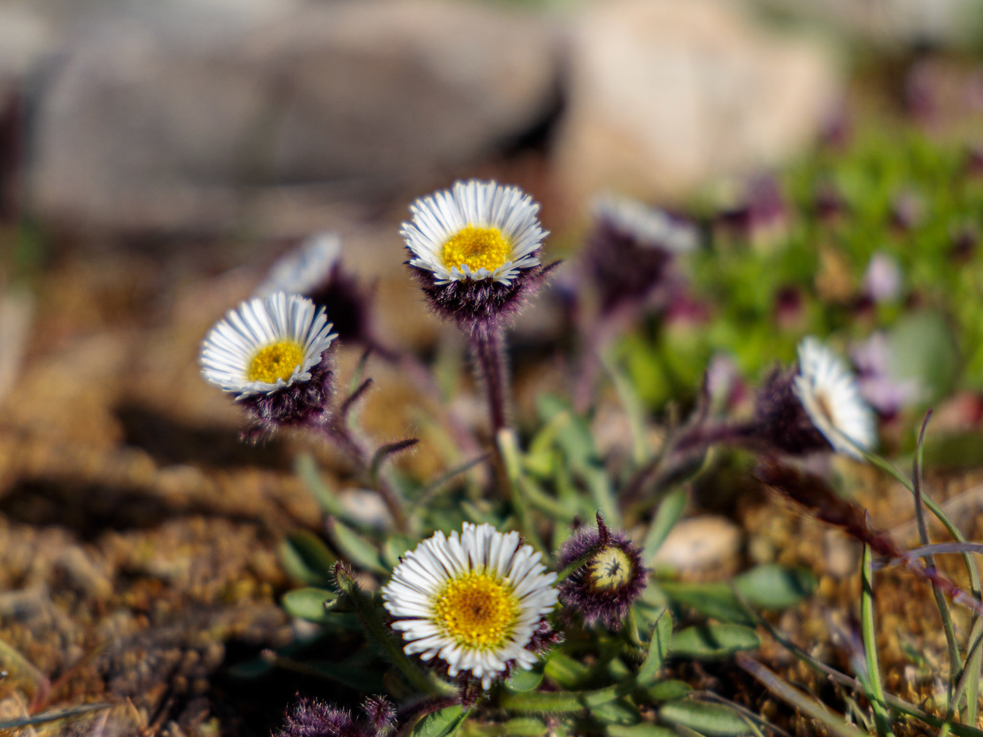 niedriges Berufskraut