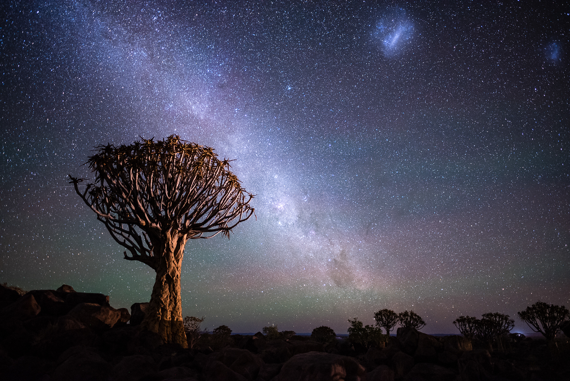 Quiver Tree, Namibia