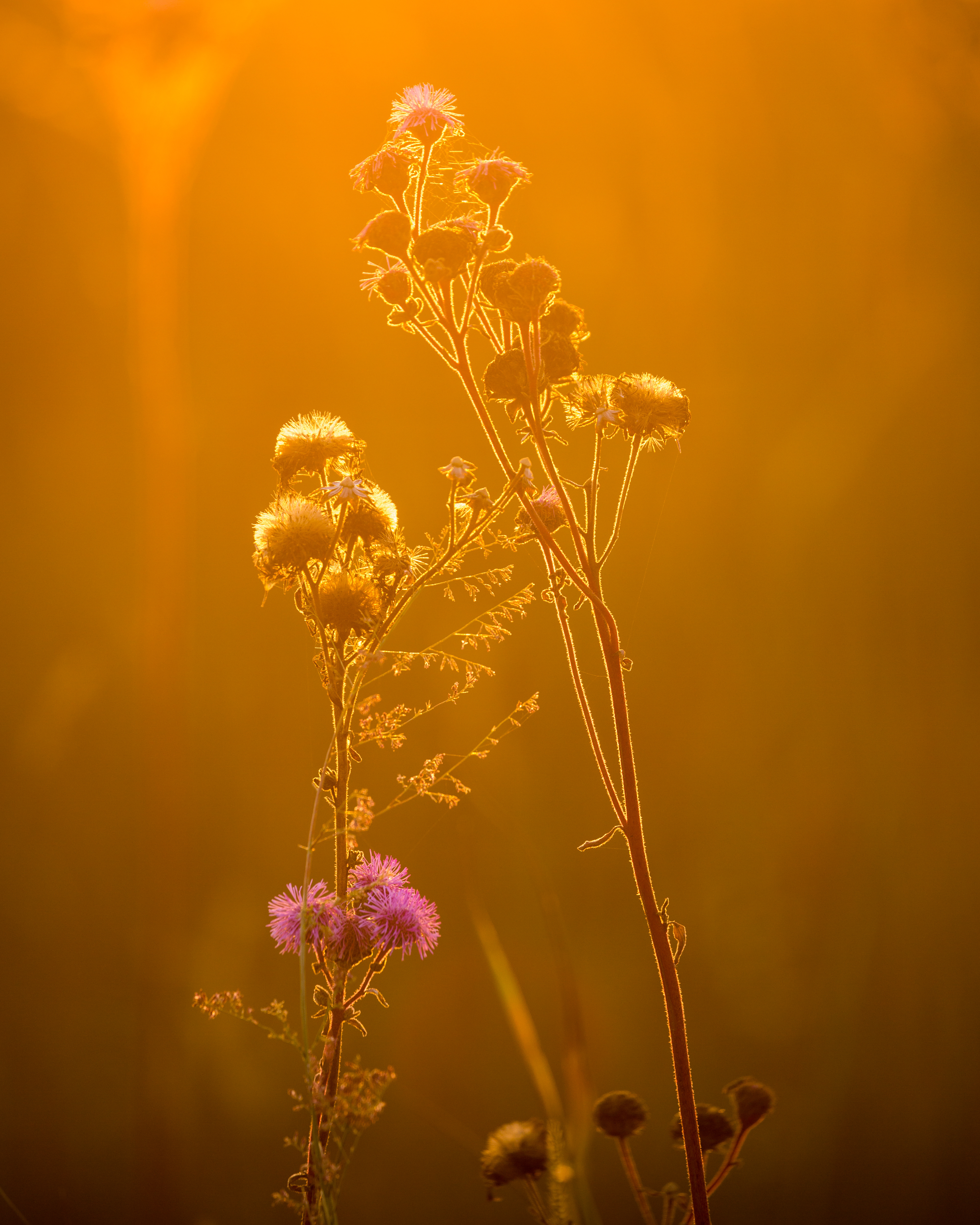 Flower at Sunrise