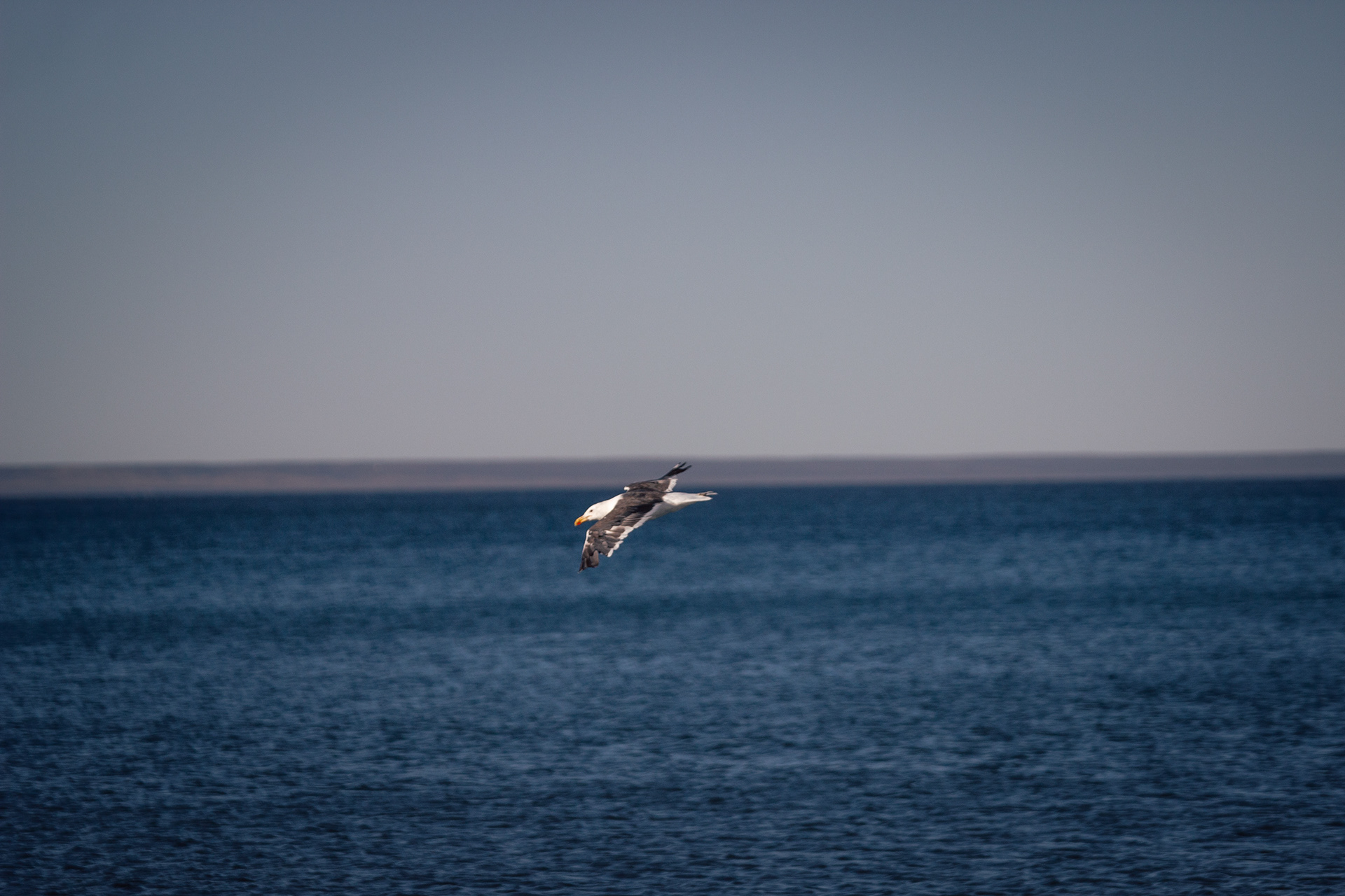 Puerto Madryn, Chubut, Argentina. 2024