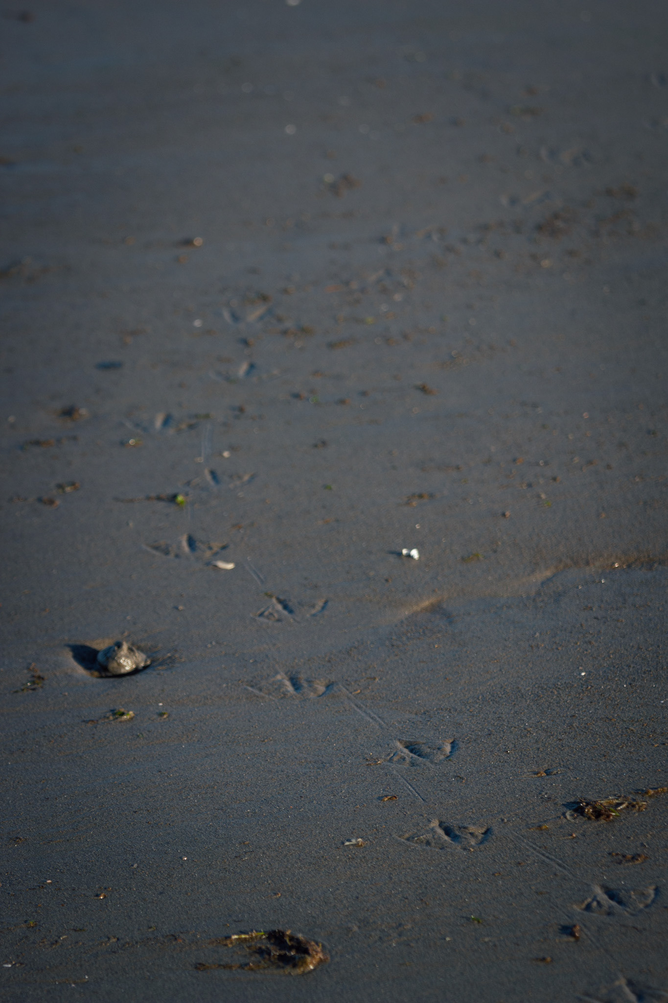 Puerto Madryn, Chubut, Argentina. 2024