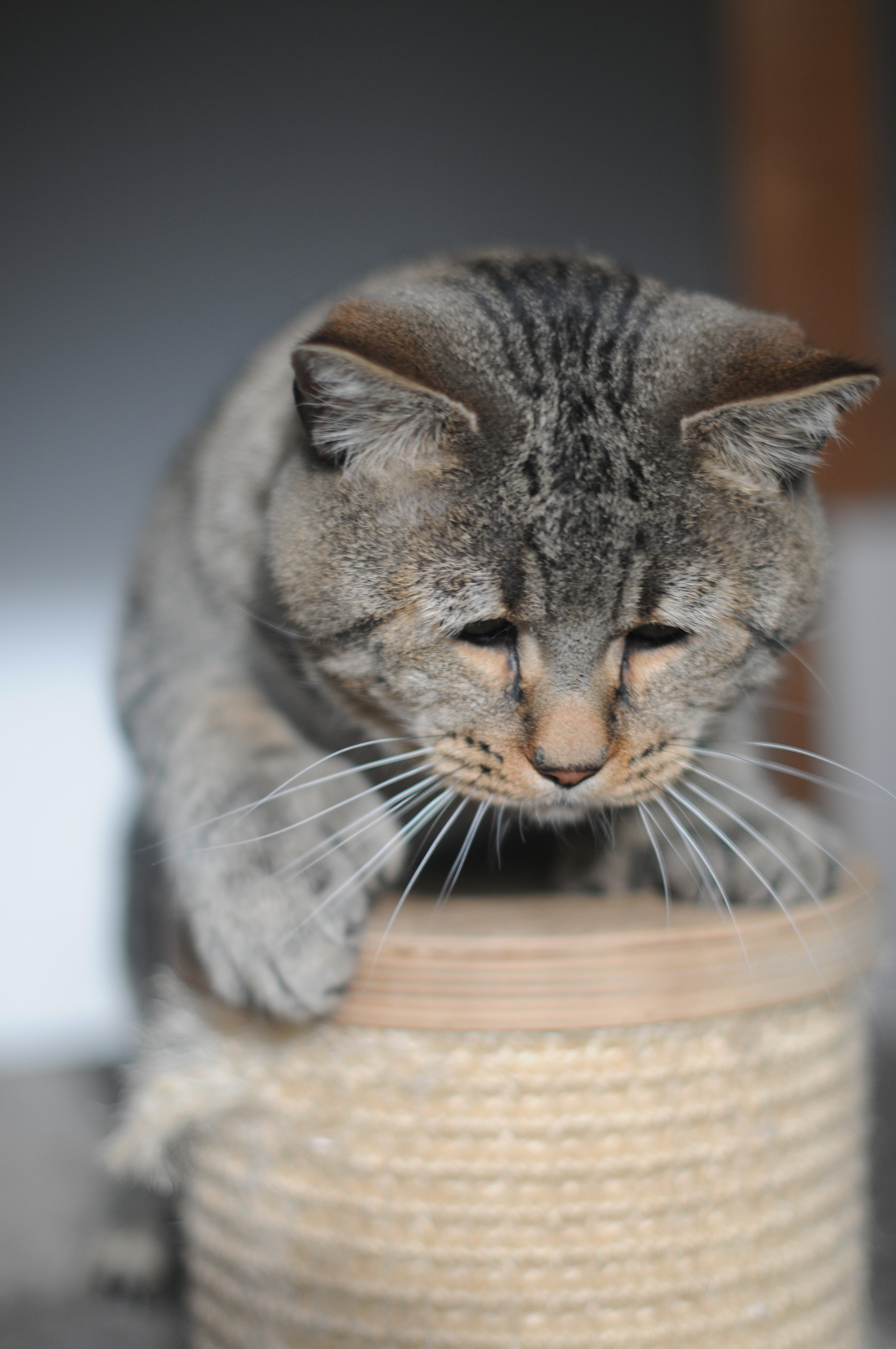 chat pixie-bob race pixiebob - male polydactyle
