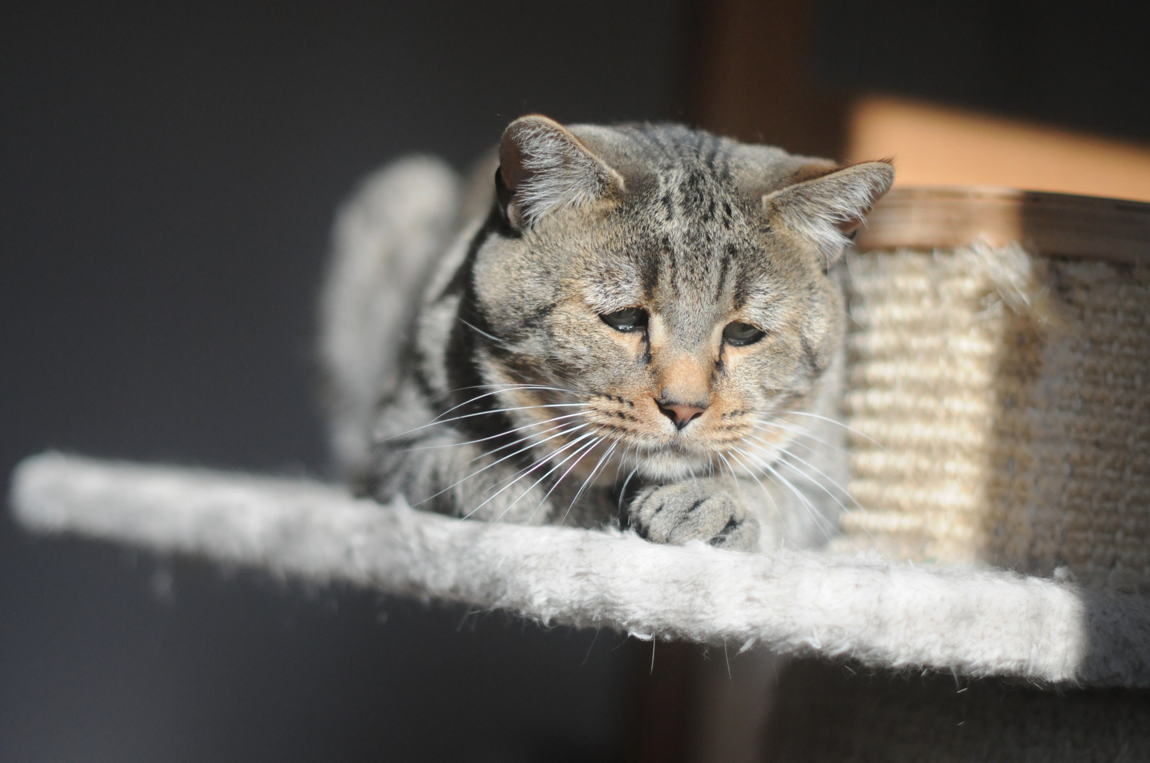 chat pixie-bob race pixiebob - male polydactyle