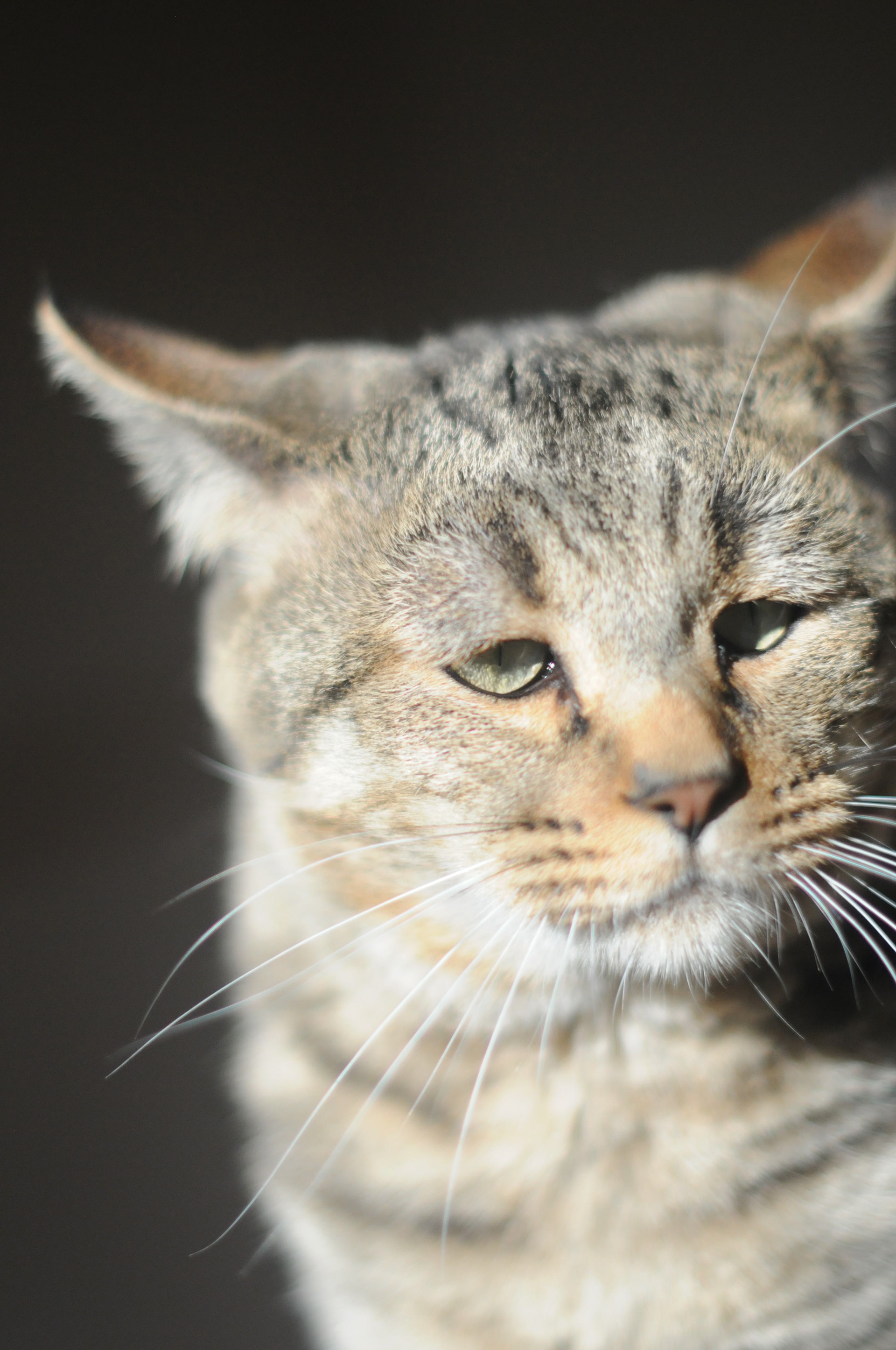 chat pixie-bob race pixiebob - male polydactyle
