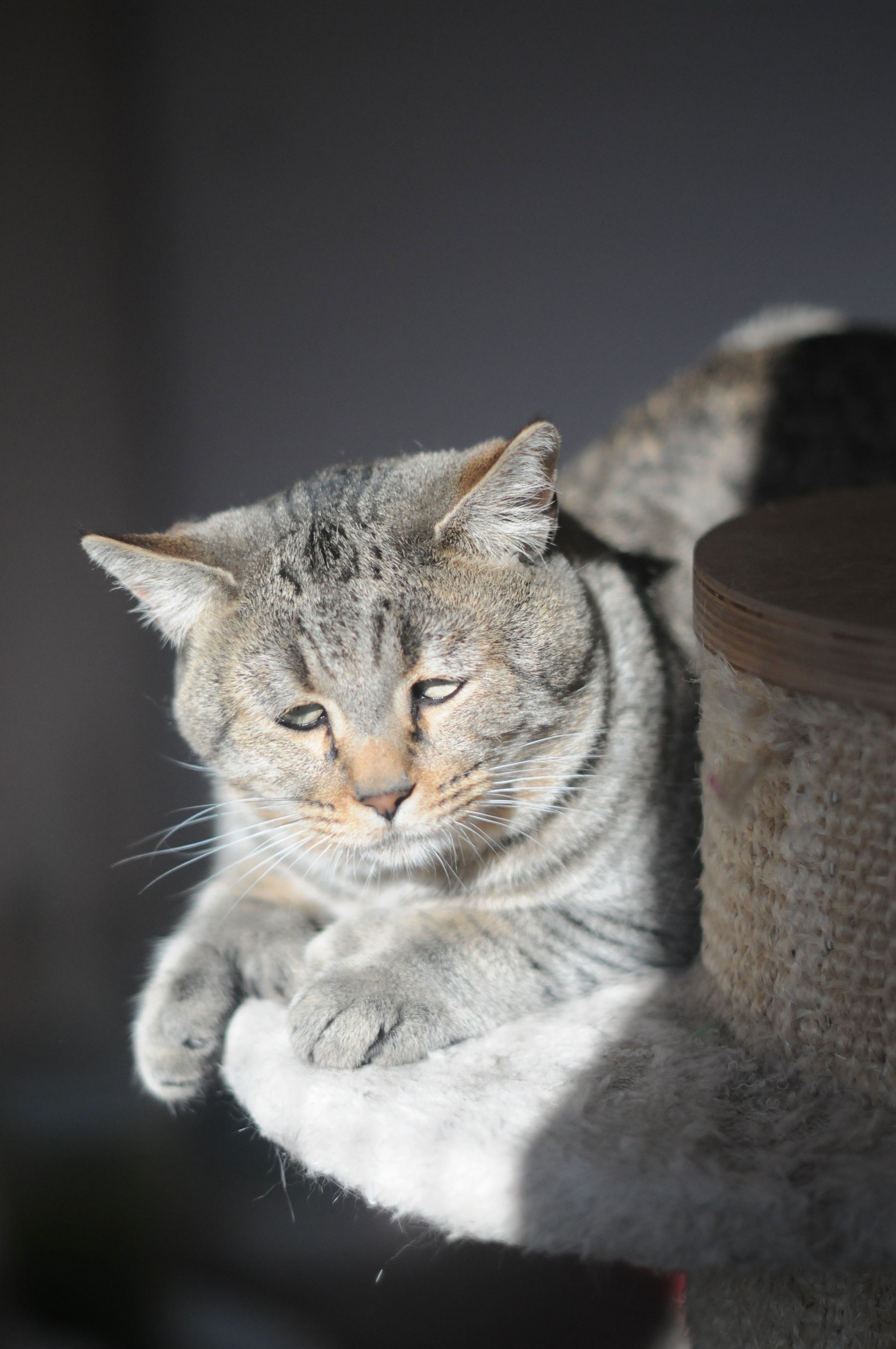 chat pixie-bob race pixiebob - male polydactyle