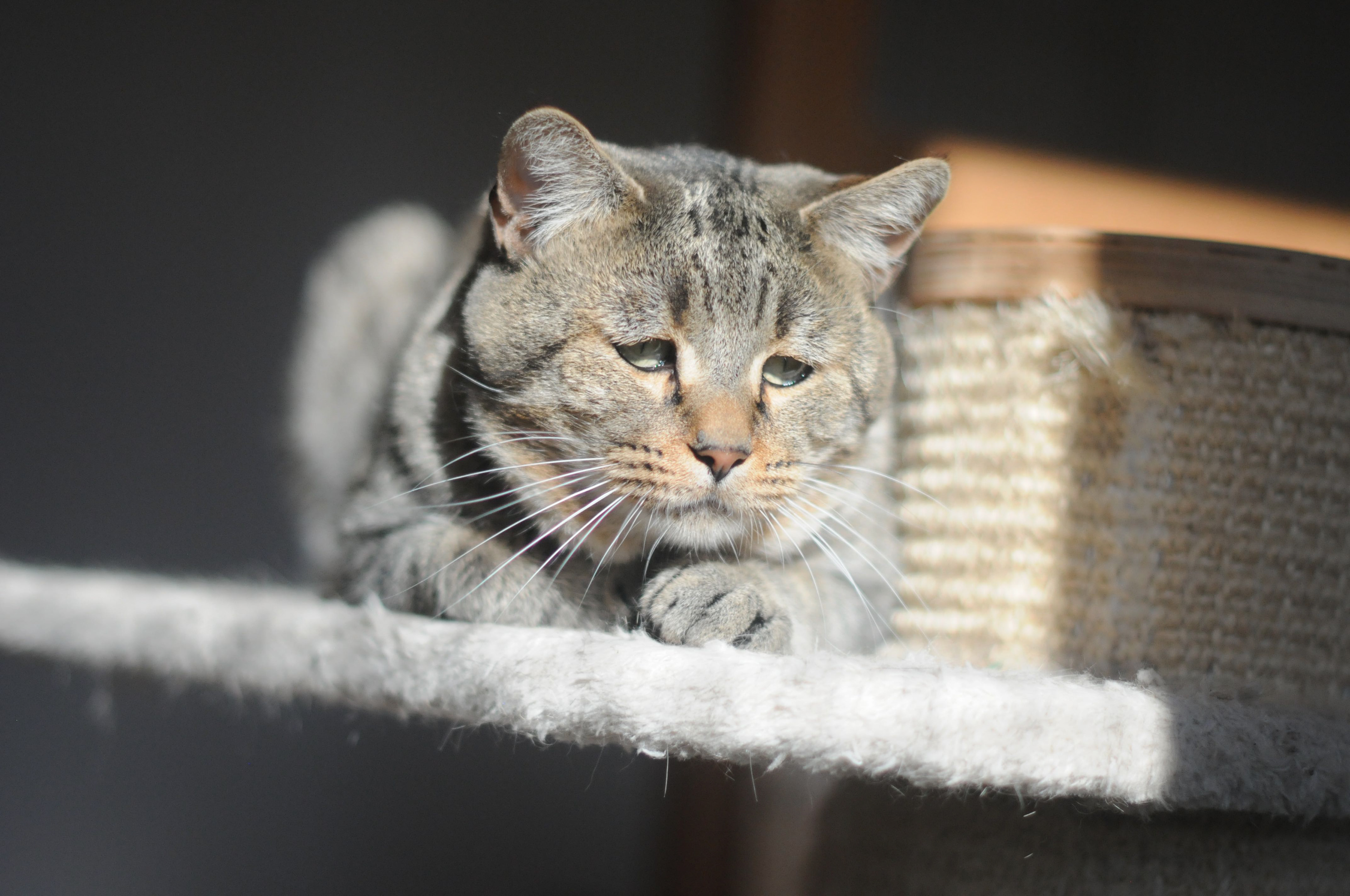 chat pixie-bob race pixiebob - male polydactyle
