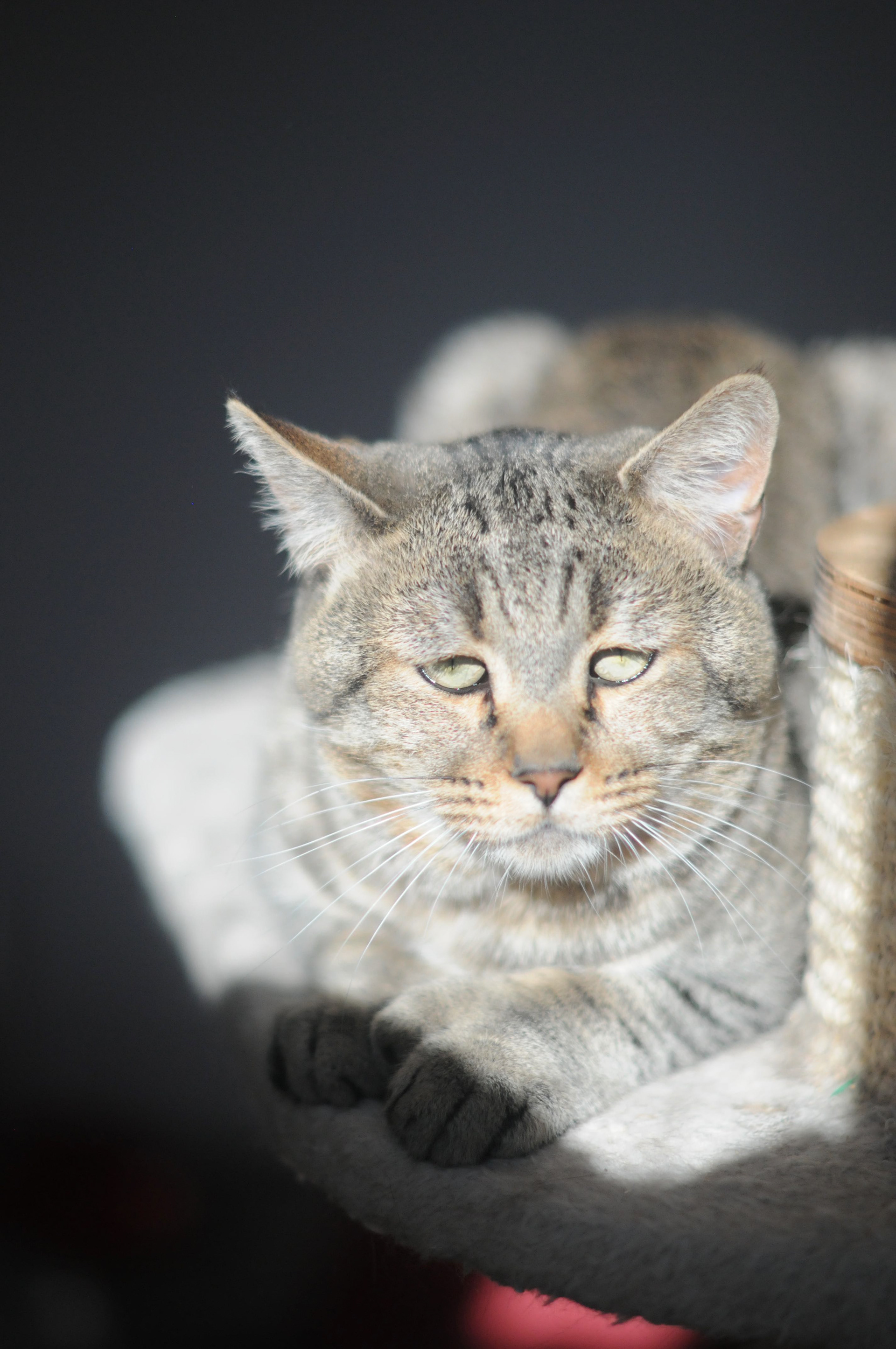 chat pixie-bob race pixiebob - male polydactyle