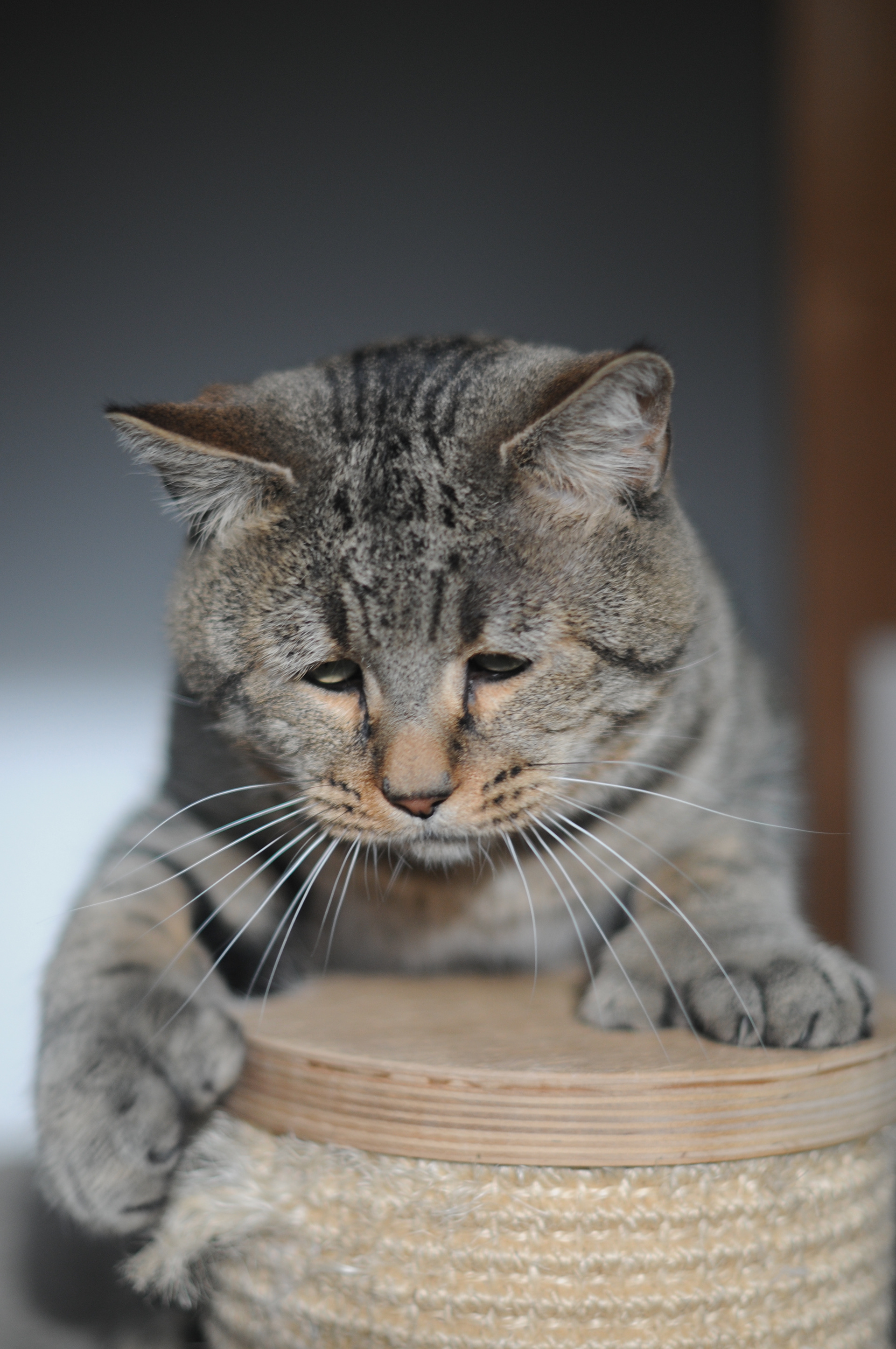 chat pixie-bob race pixiebob - male polydactyle
