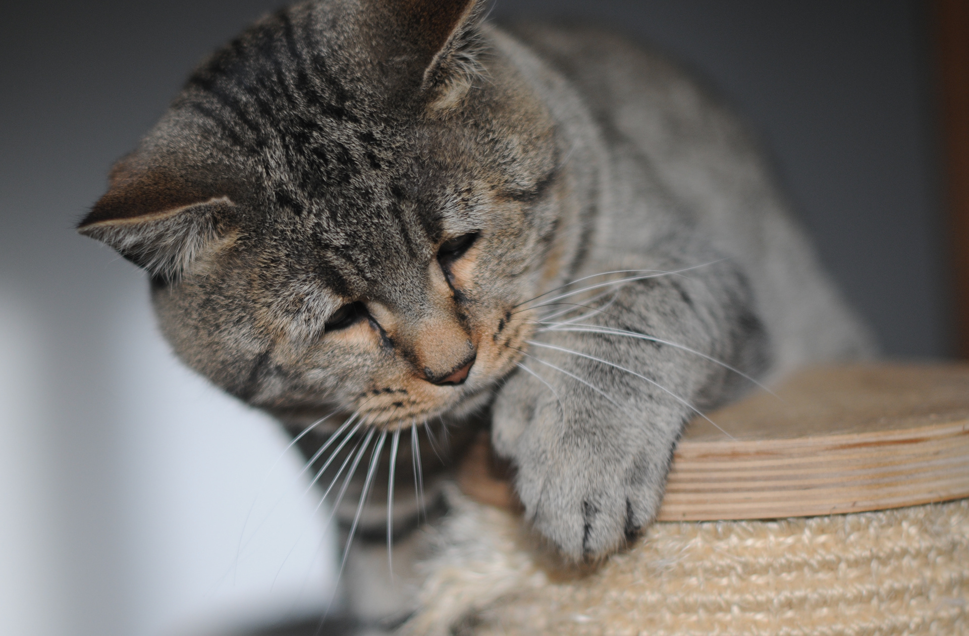 chat pixie-bob race pixiebob - male polydactyle