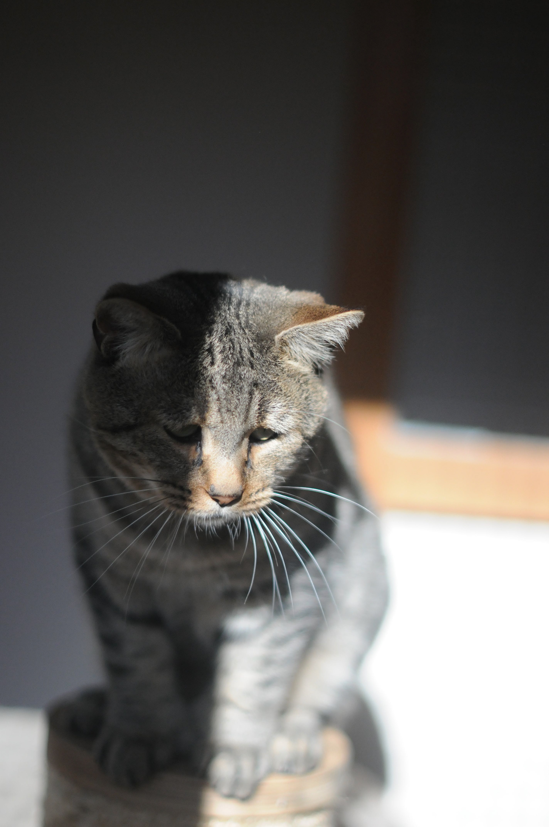chat pixie-bob race pixiebob - male polydactyle