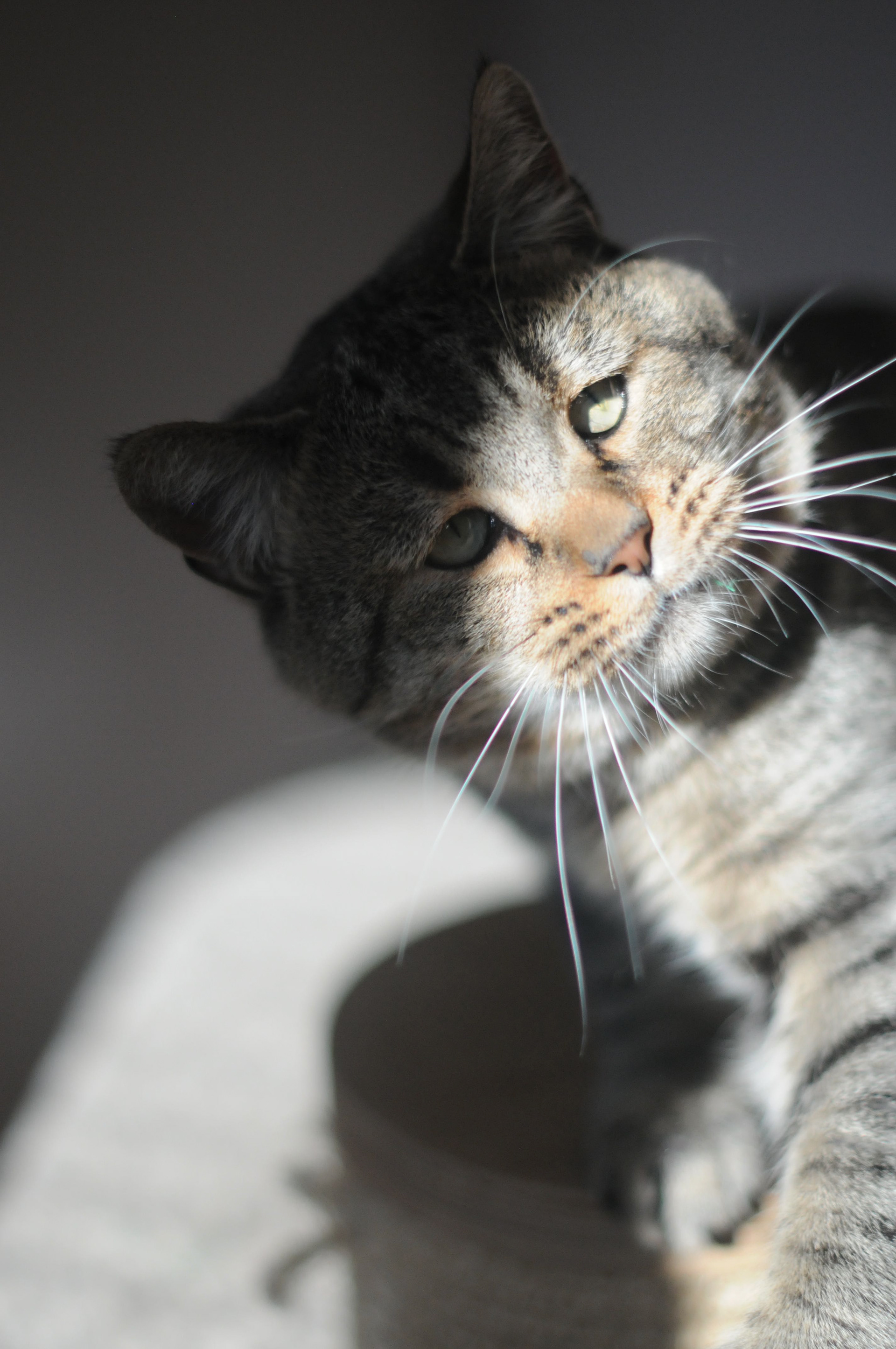 chat pixie-bob race pixiebob - male polydactyle