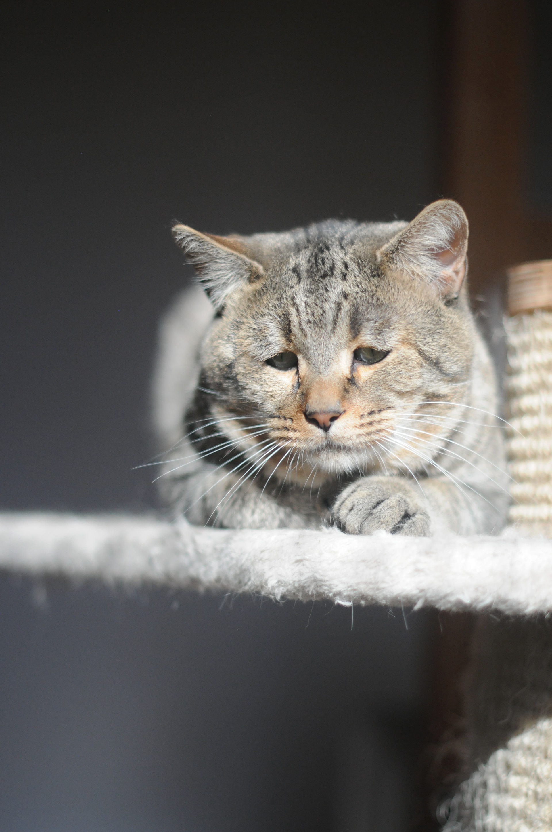 chat pixie-bob race pixiebob - male polydactyle