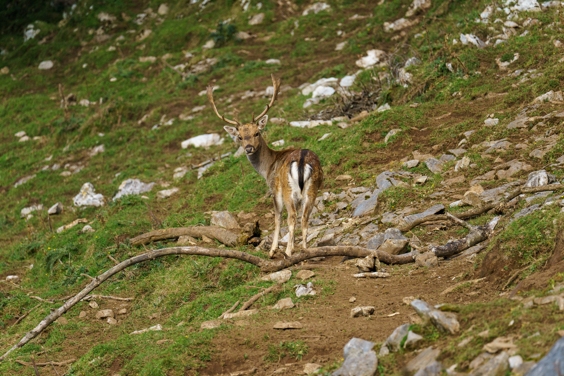 Gamo · Sierra del Sueve