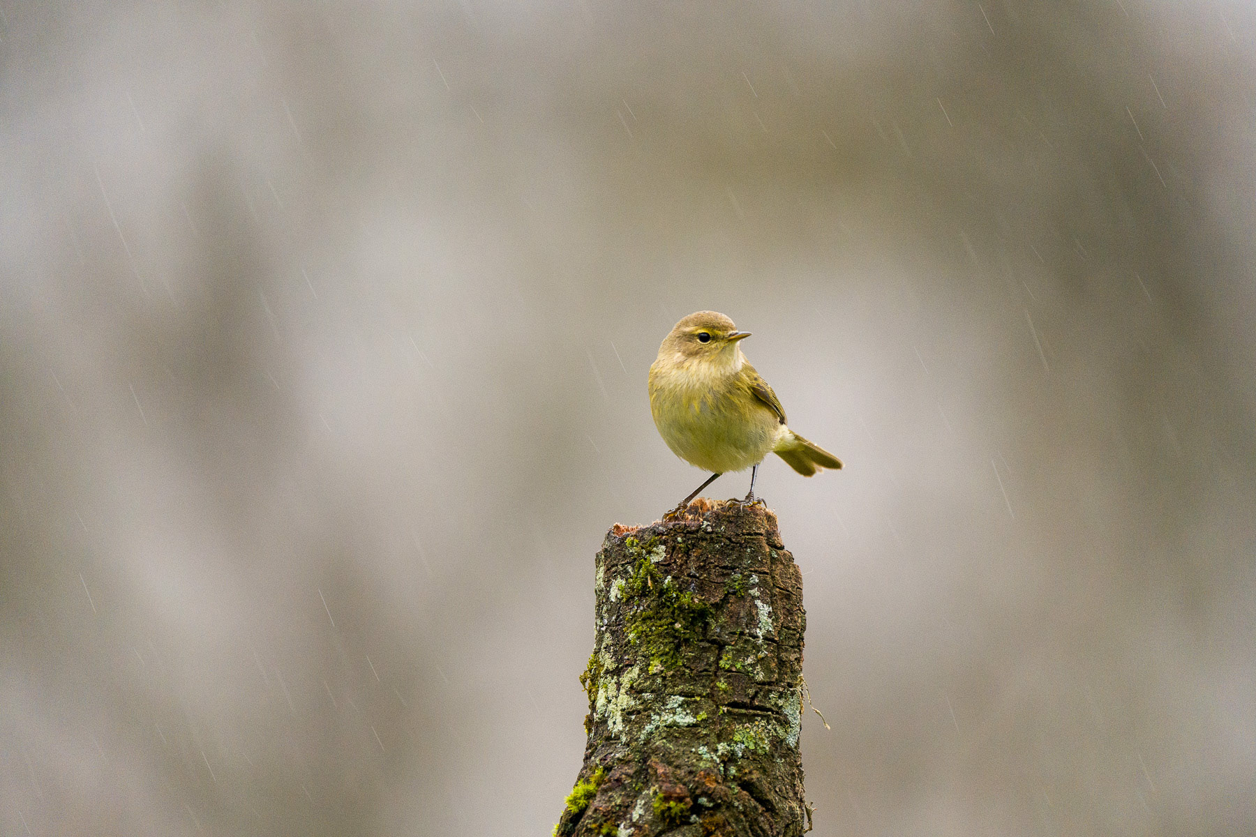 Mosquitero bajo la lluvia · Crémenes (León)
