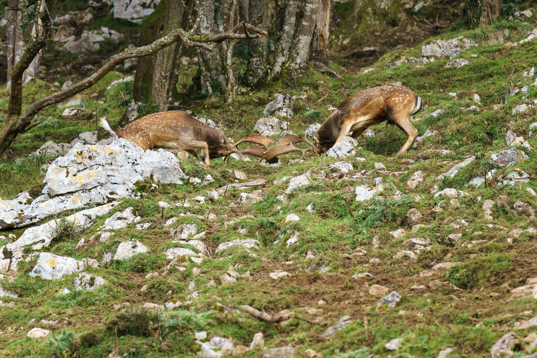 Gamos en la ronca (berrea) · Sierra del Sueve