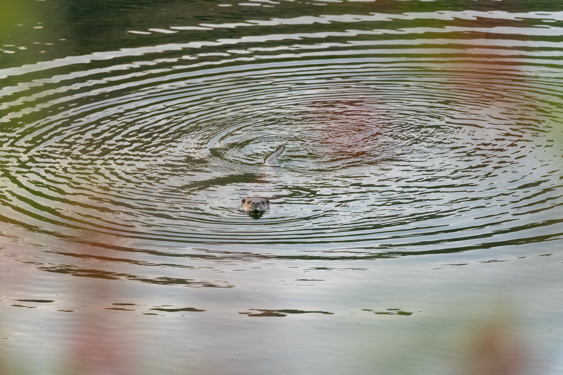 Nutria · Embalse de Rioseco