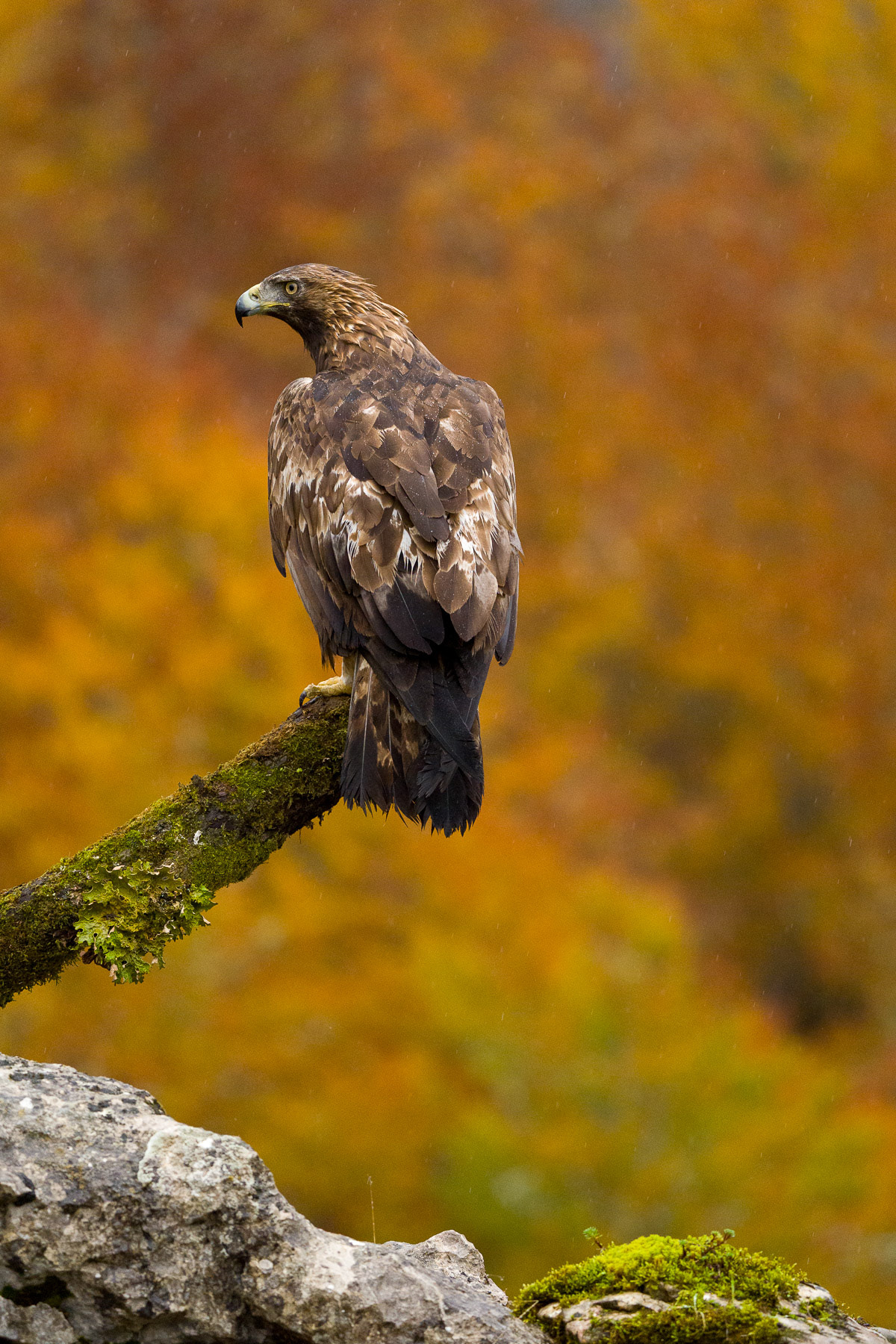 Águila real posada · Crémenes (León)