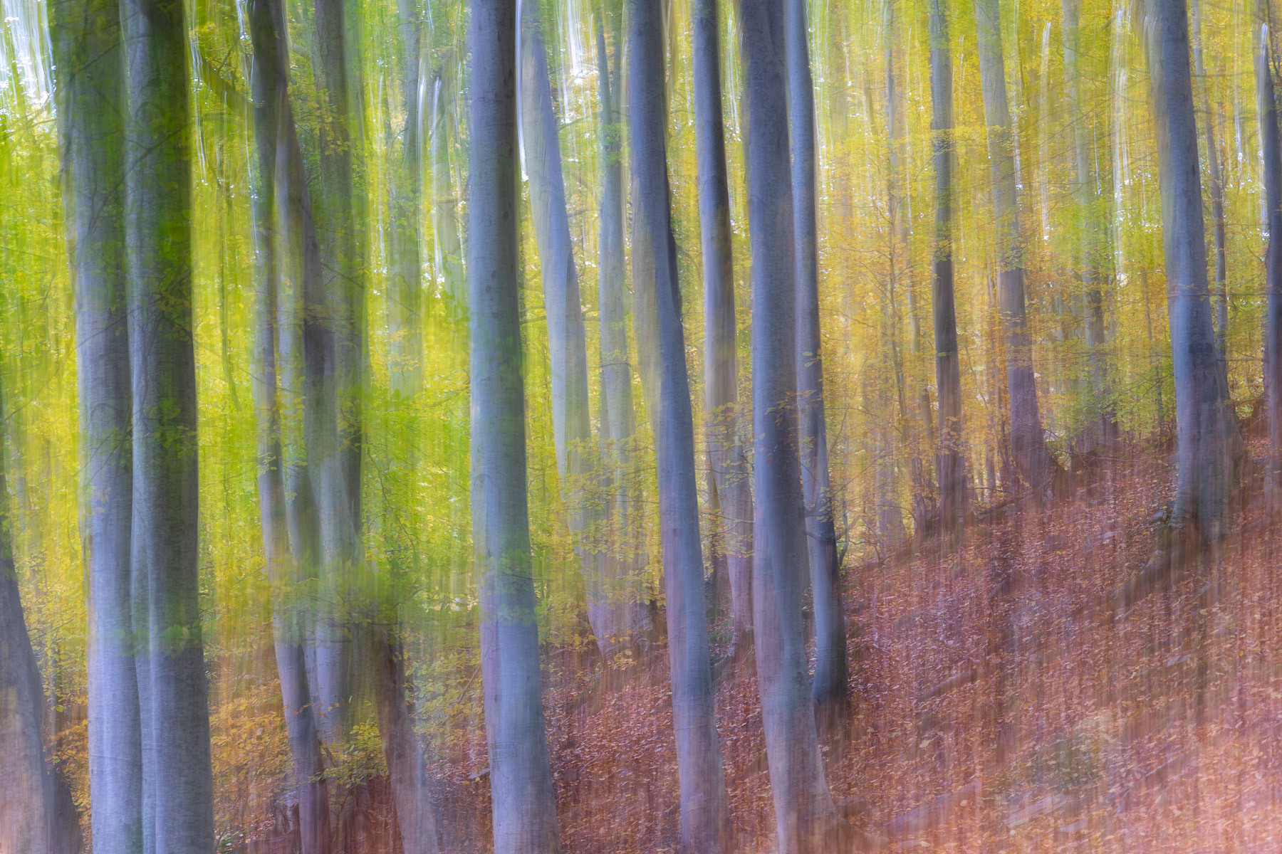 Bosque abstracto en ICM