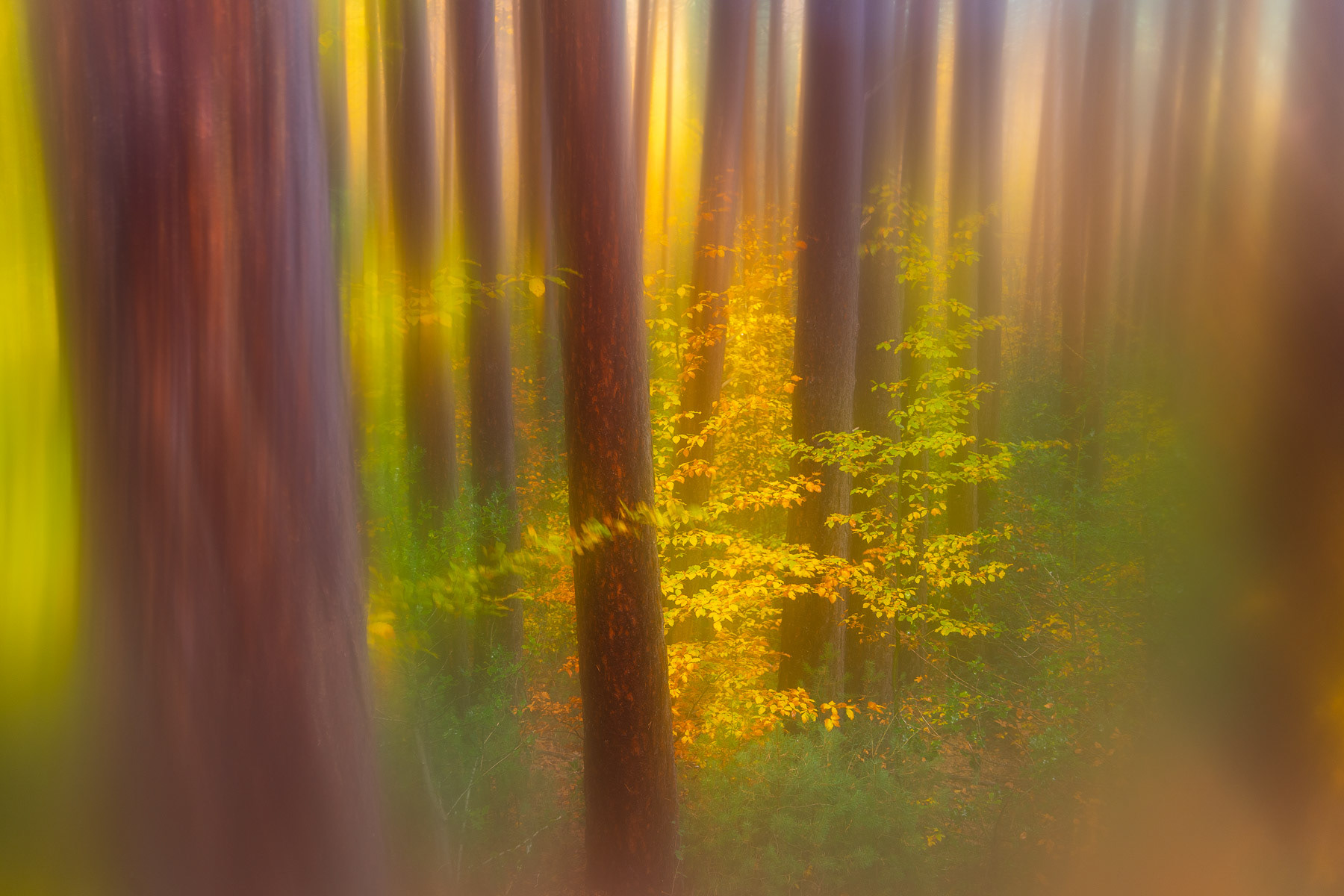 Bosque en otoño con técnica de vaselina