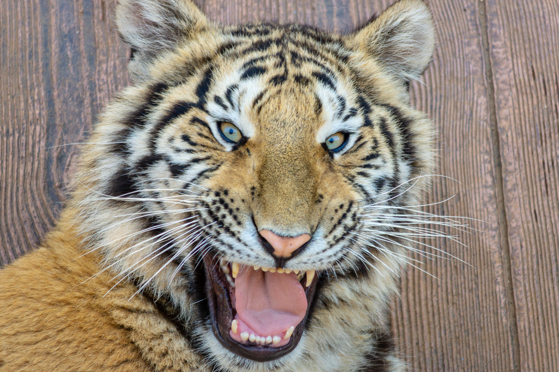 Tigre en cautividad