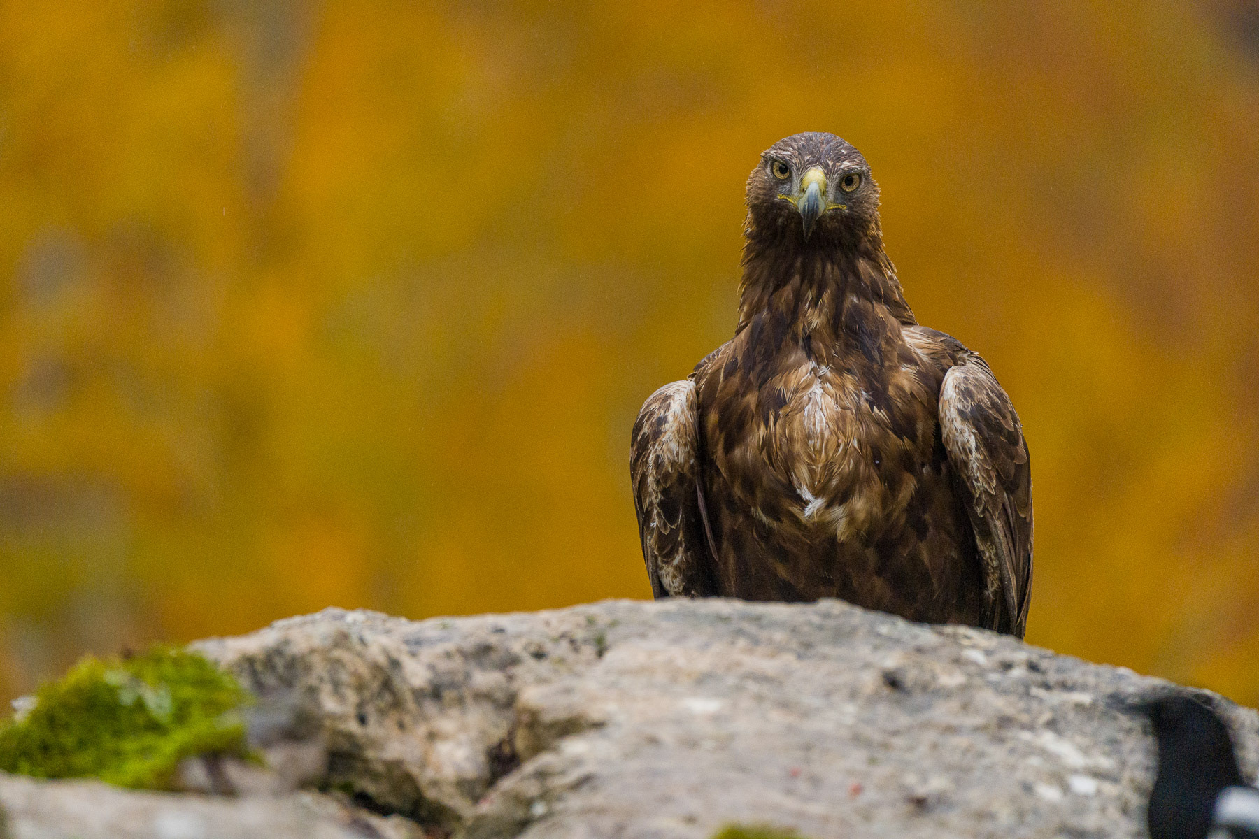 Águila real · Crémenes (León)