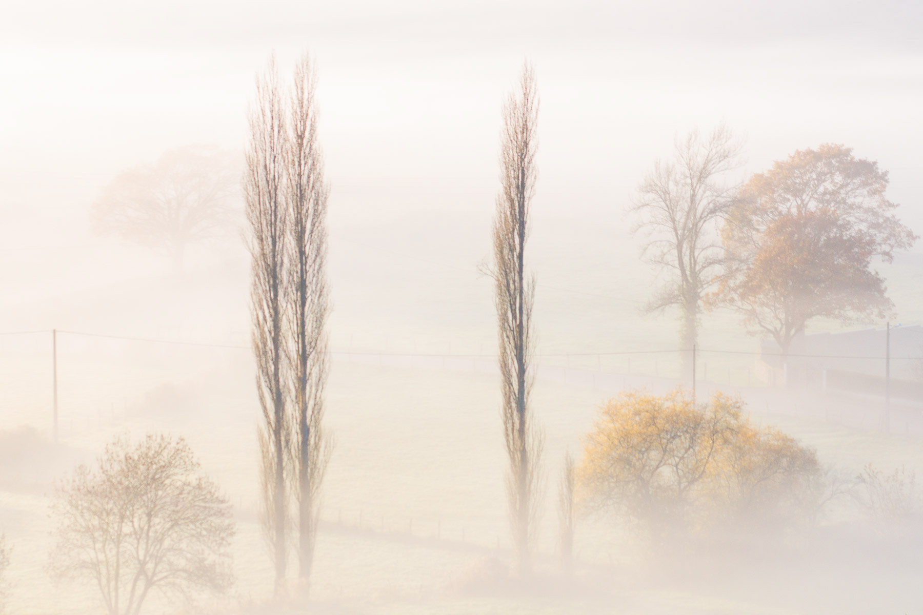 Árboles entre la niebla al amanecer