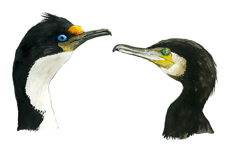 Réf. A-17.016 - Grand cormoran et cormoran des Kerguelen. Aquarelle 24 x 18 cm - Col. Particulière