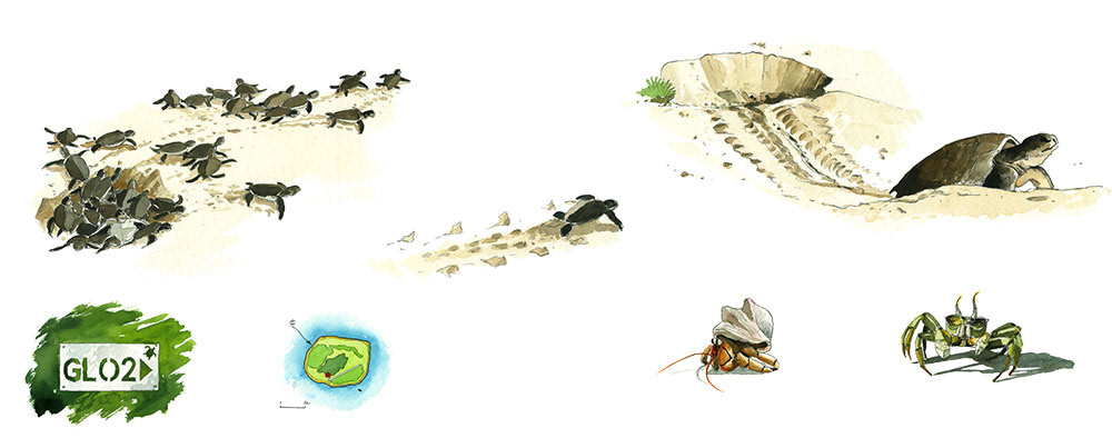 Réf. A-16.005 - Planche La Grandière en TRDI - Faune des Îles Éparses. Aquarelle 50x23 cm