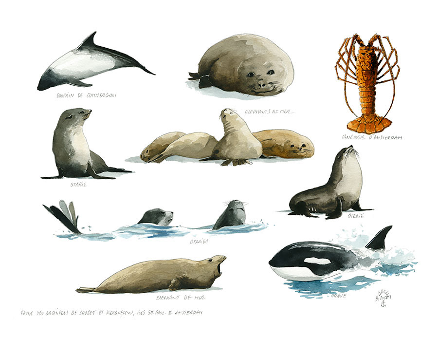 Réf. A-17.009 - Faunes des archipels de Crozet et Kerguelen, Iles St-Paul & Amsterdam. Aquarelle 32 x 25 cm - Col. Particulière