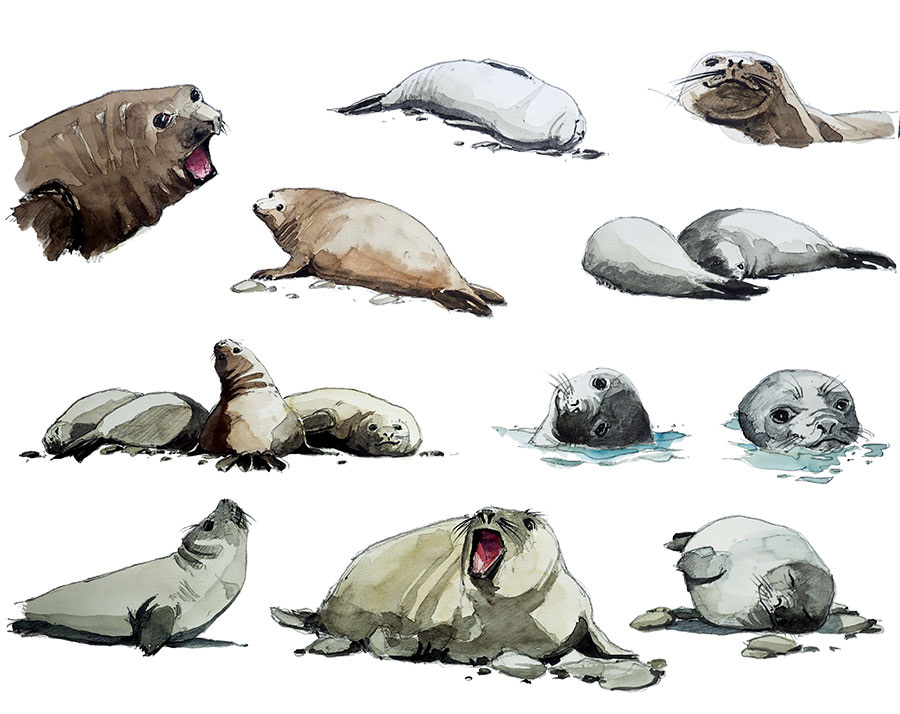 Réf. A-17.022 - Eléphants de mer. Aquarelle 32 x 25 cm - Col. Particulière