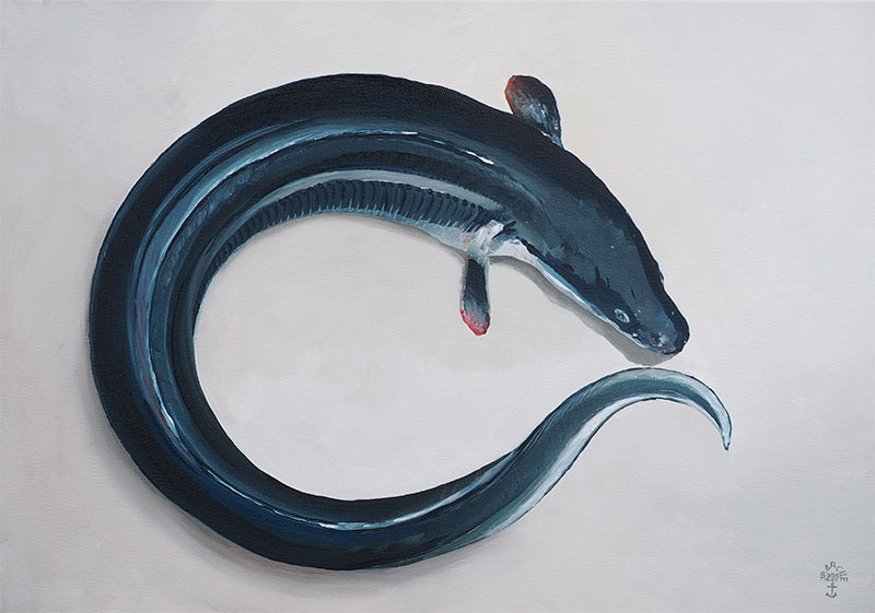 Réf. H-15.0 41 - Congre lové. Huile sur toile 55x38 cm - Col. Particulière