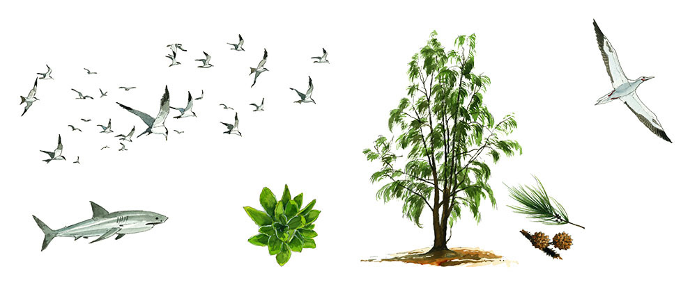 Réf. A-16.002 - Planche La Grandière en TRDI - Faune-flore des Îles Éparses. Aquarelle 50x23 cm