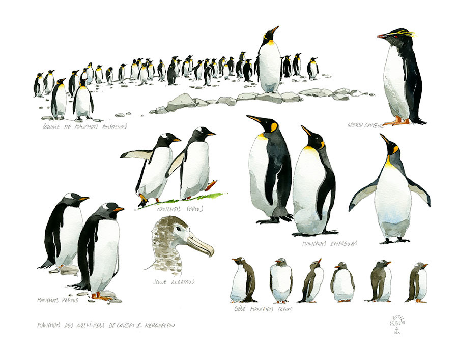 Réf. A-17.010 - Manchots des archipels de Crozet et Kerguelen. Aquarelle 32 x 25 cm - Col. particulière