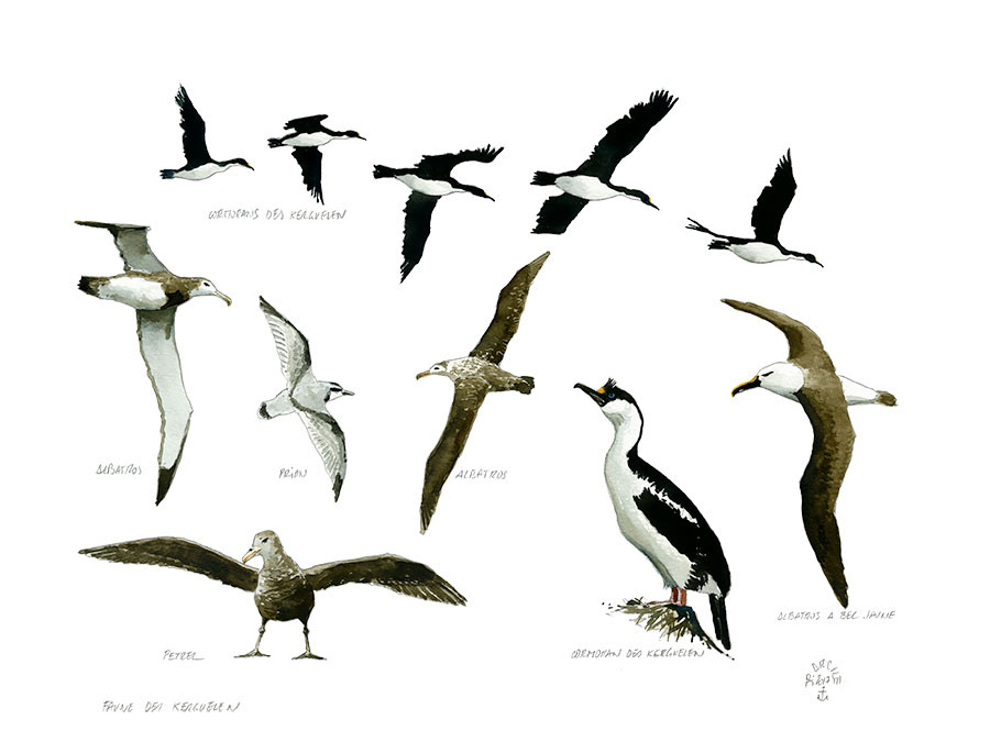 Réf. A-17.011 - Faune des Kerguelen. Aquarelle 32 x 25 cm