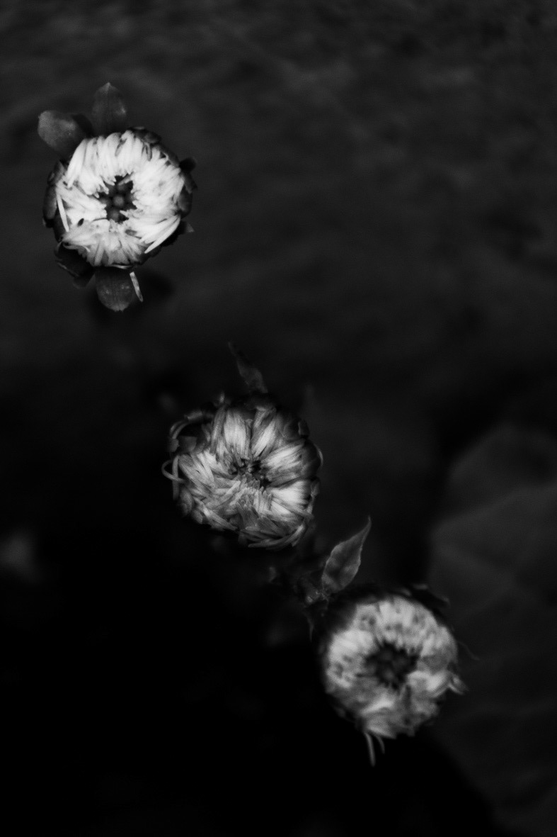 © HERMIONE VISEE