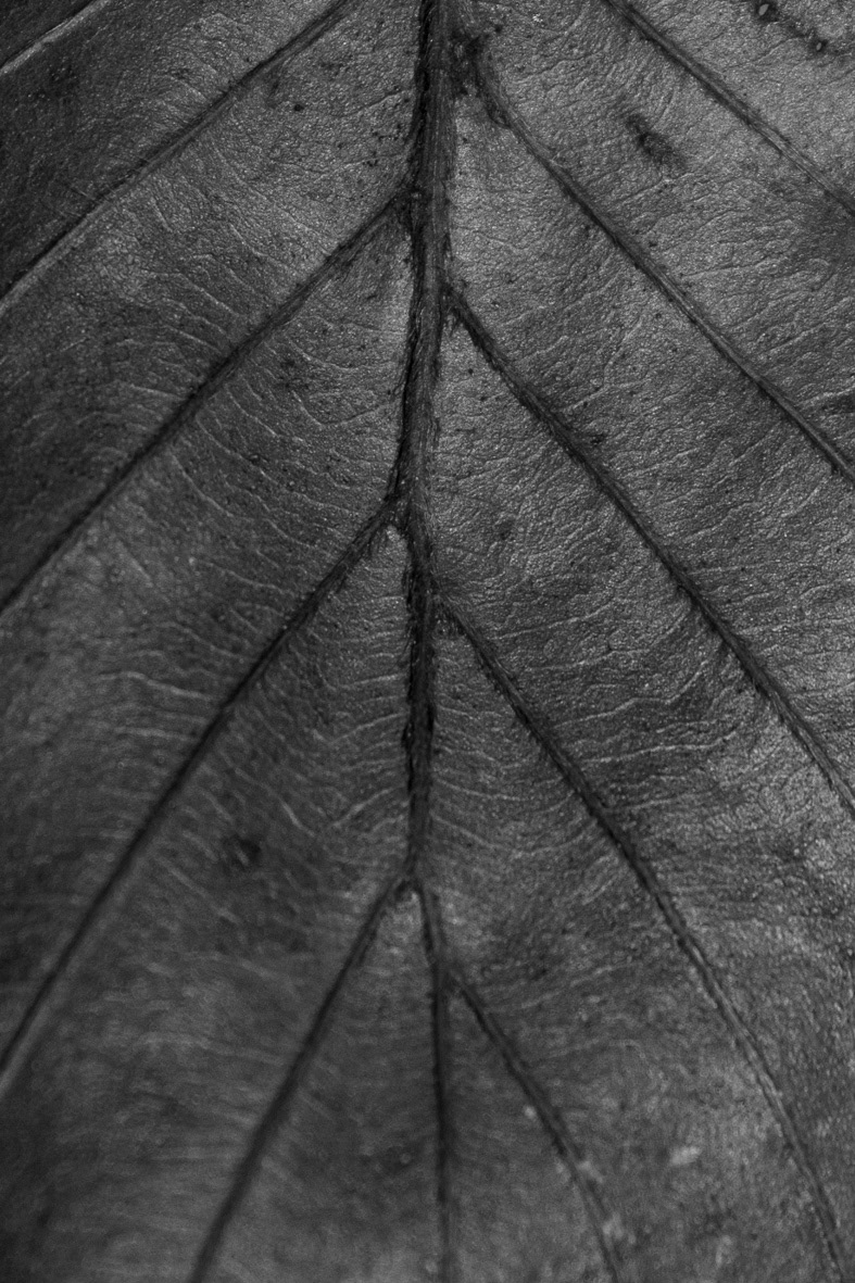© ANAËLLE DONNERS