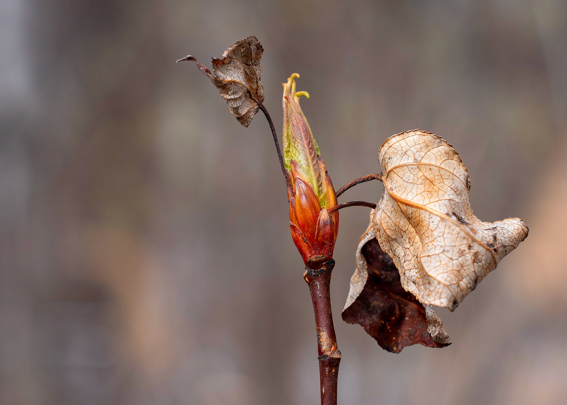 Le cercle de la vie - Martin Lalonde