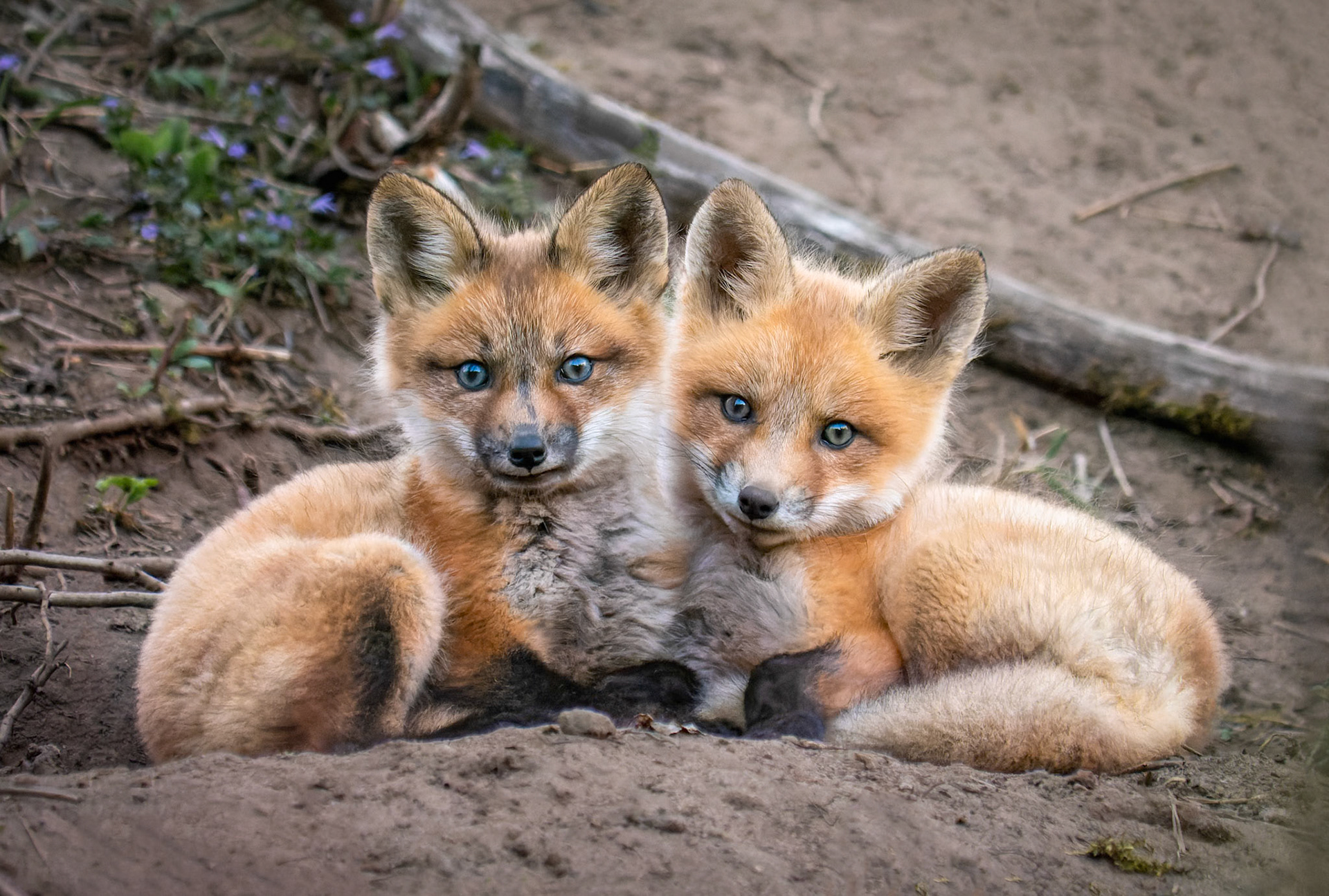 Complicité fraternelle