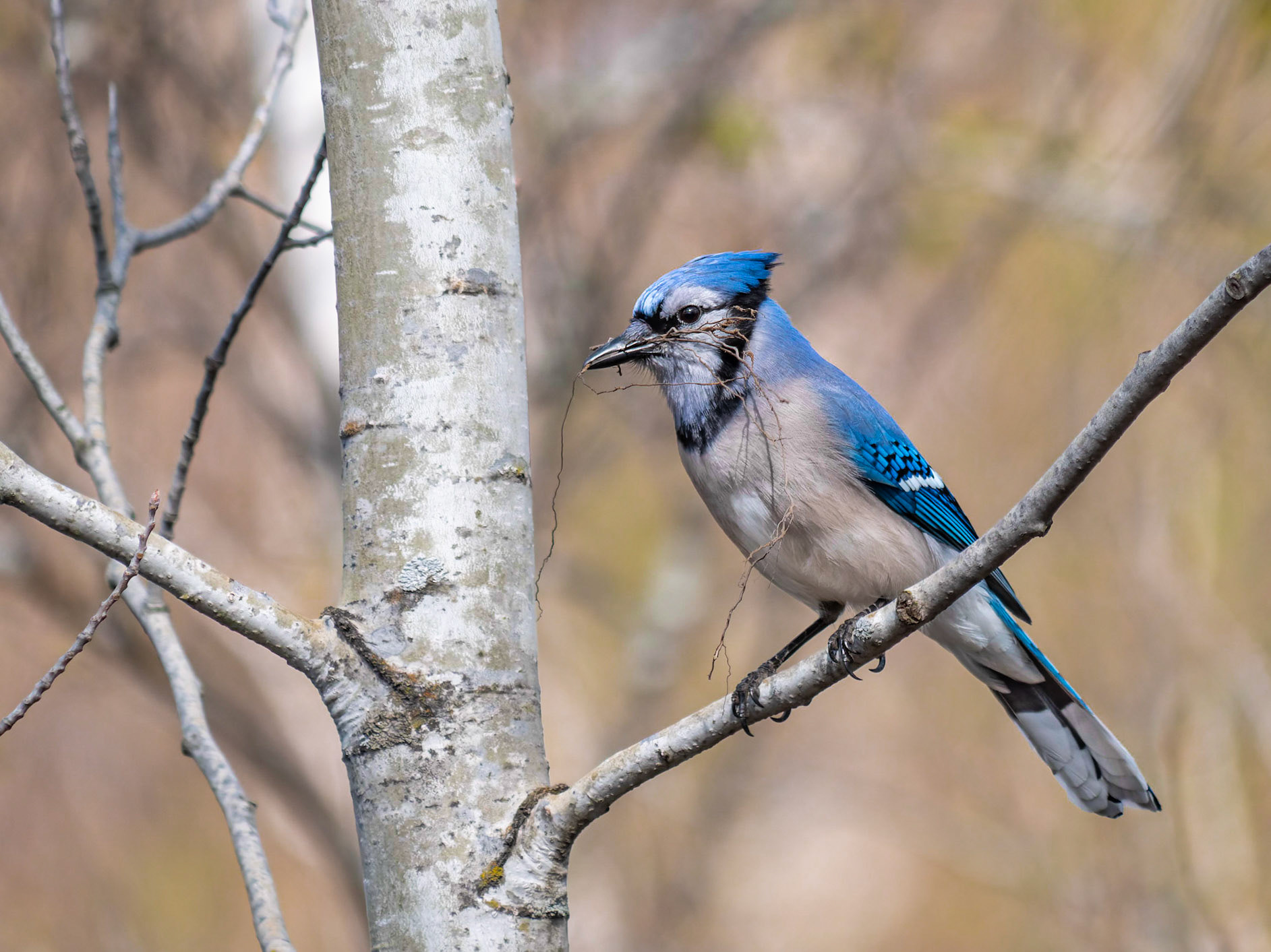 Maison en construction