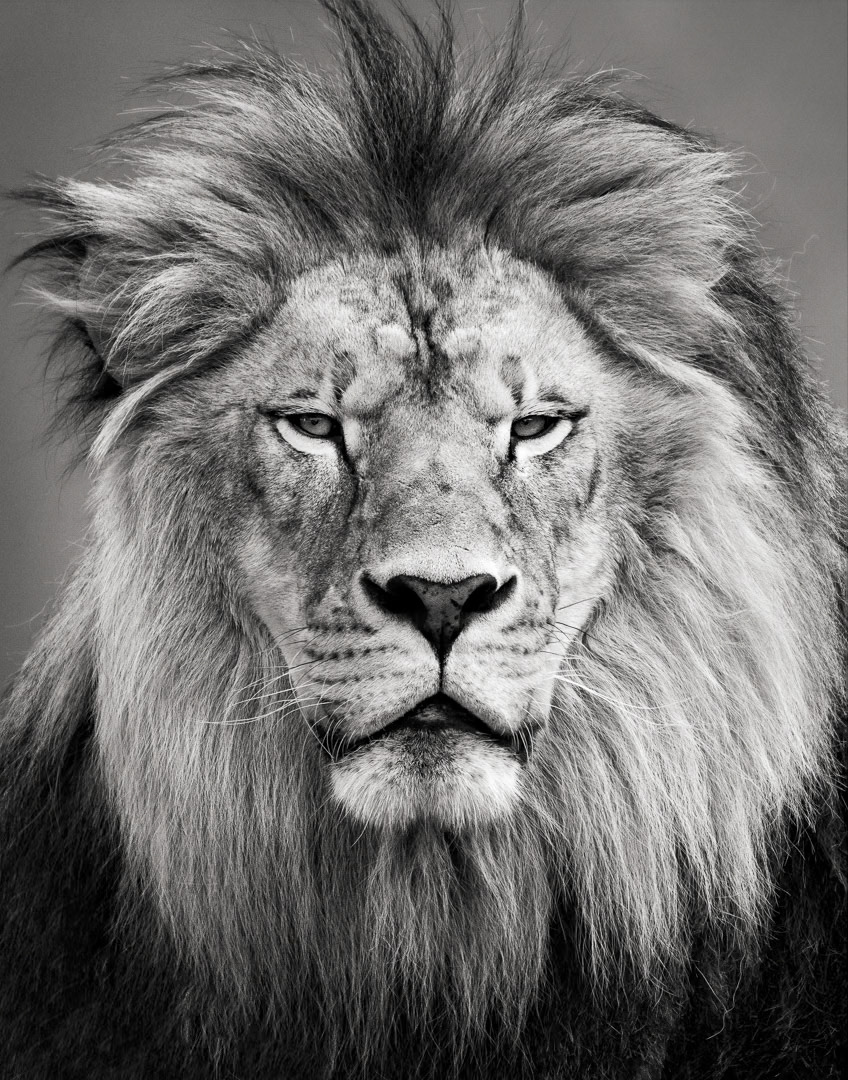 Regard royal - Martin Lalonde