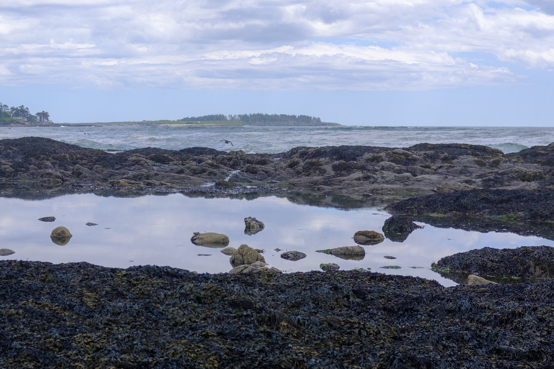 "A Look at Higgins," Cape Elizabeth, Maine